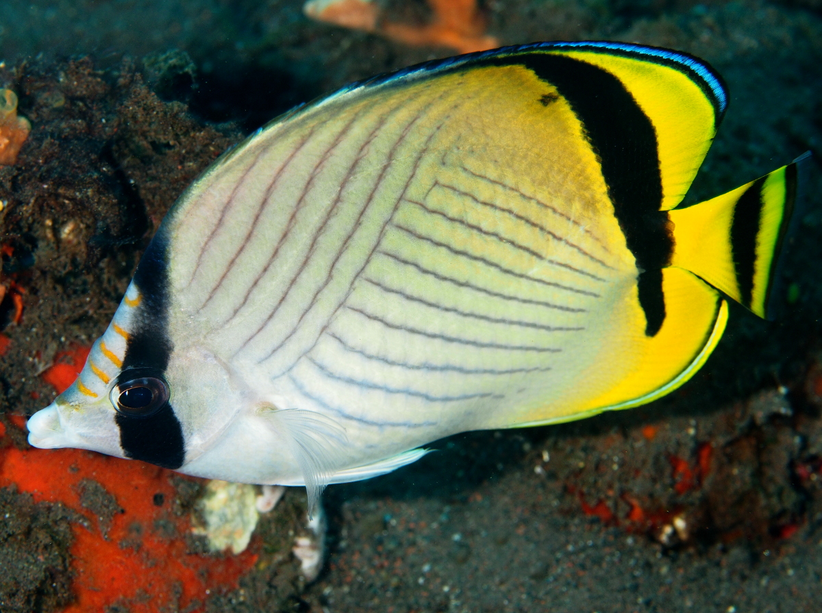 Vagabond Butterflyfish - Chaetodon vagabundus