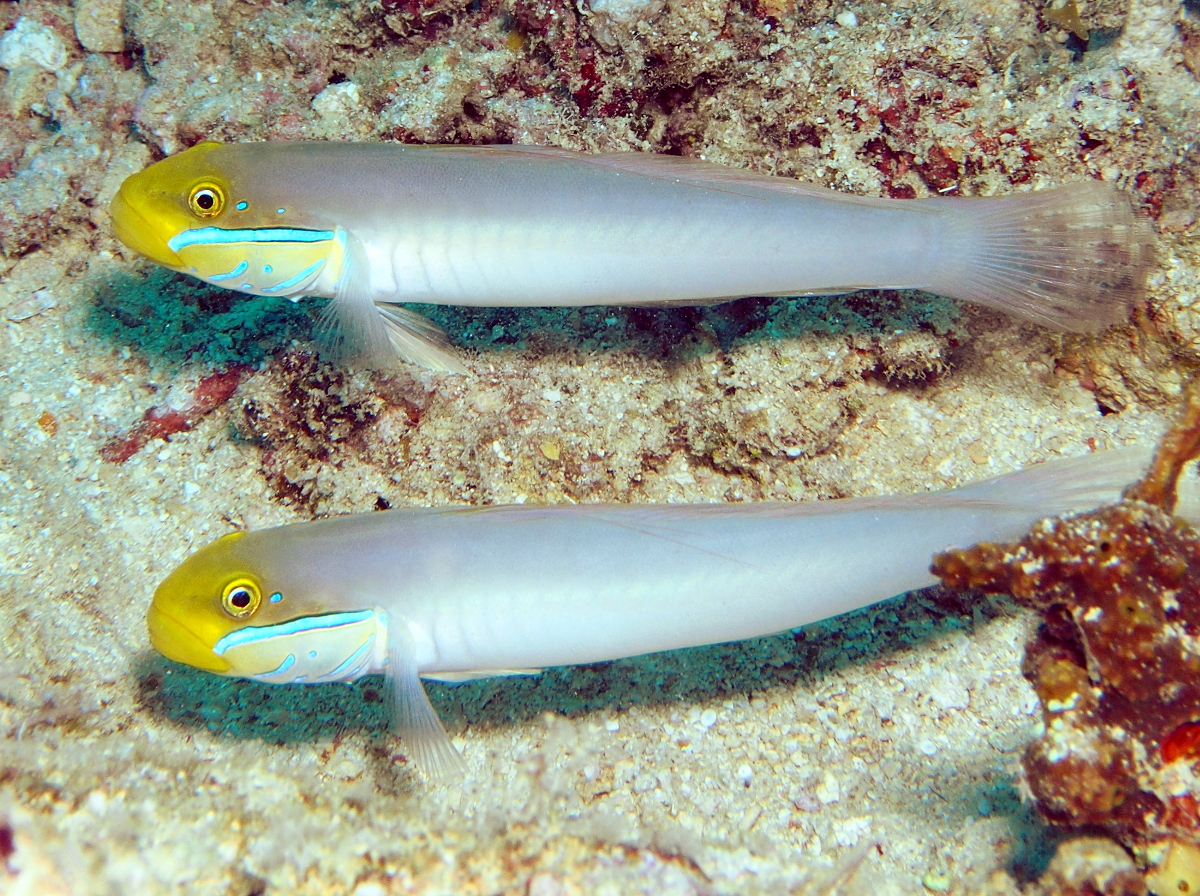 Bluestreak Goby - Valenciennea strigata - Fiji