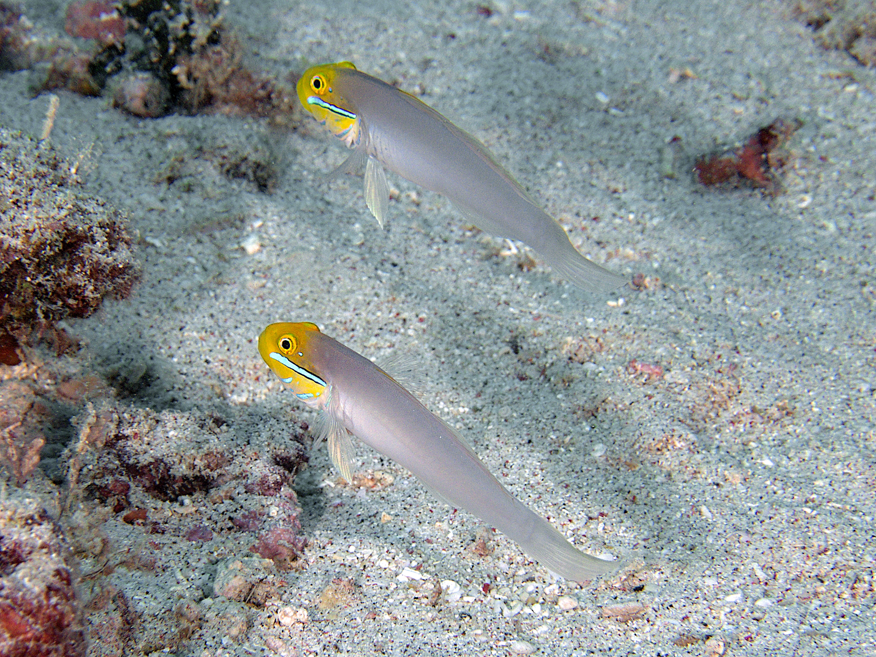 Bluestreak Goby - Valenciennea strigata