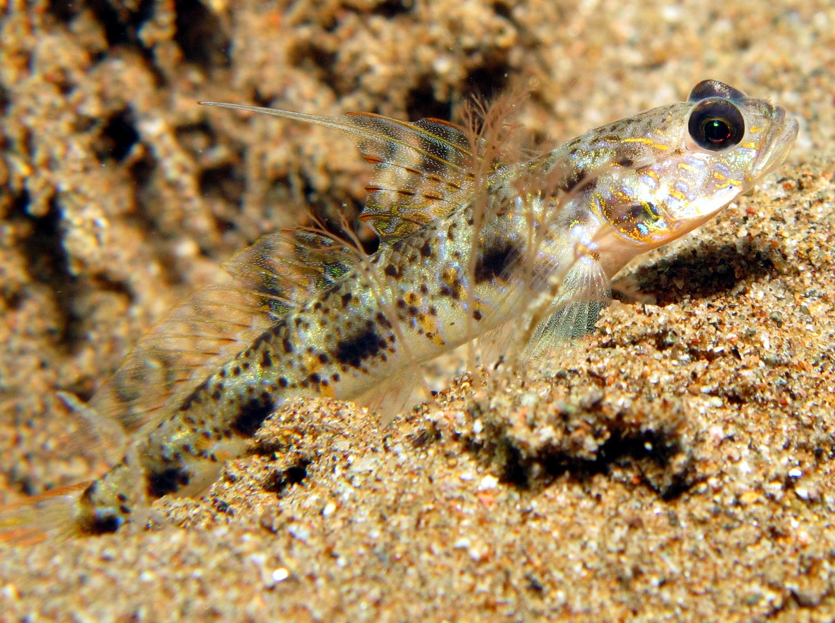 Yellowfoot Shrimpgoby - Vanderhorstia phaeosticta - Dumaguete, Philippines