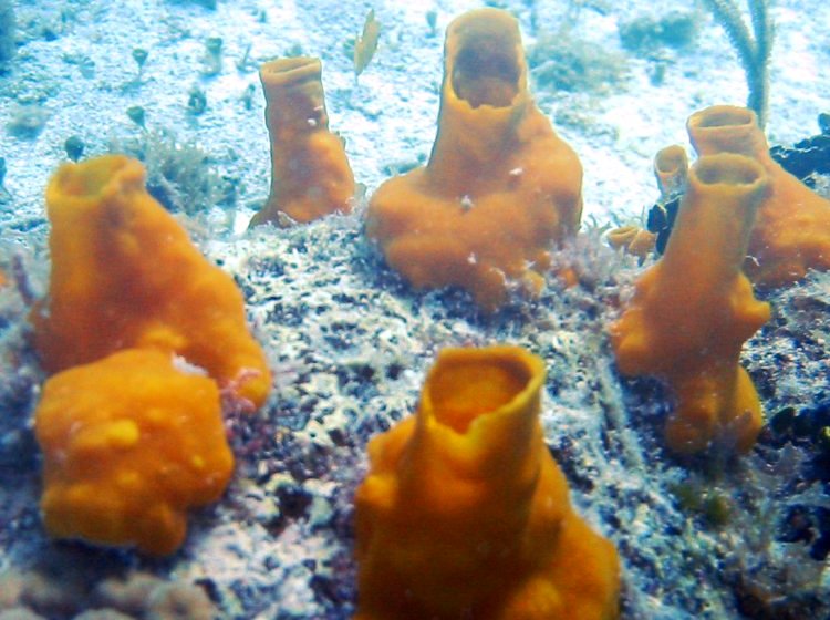 Variable Boring Sponge - Siphonodictyon coralliphagum