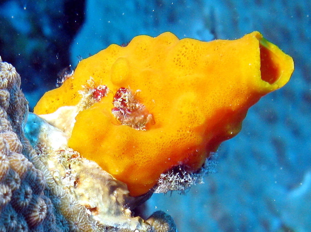 Variable Boring Sponge - Siphonodictyon coralliphagum