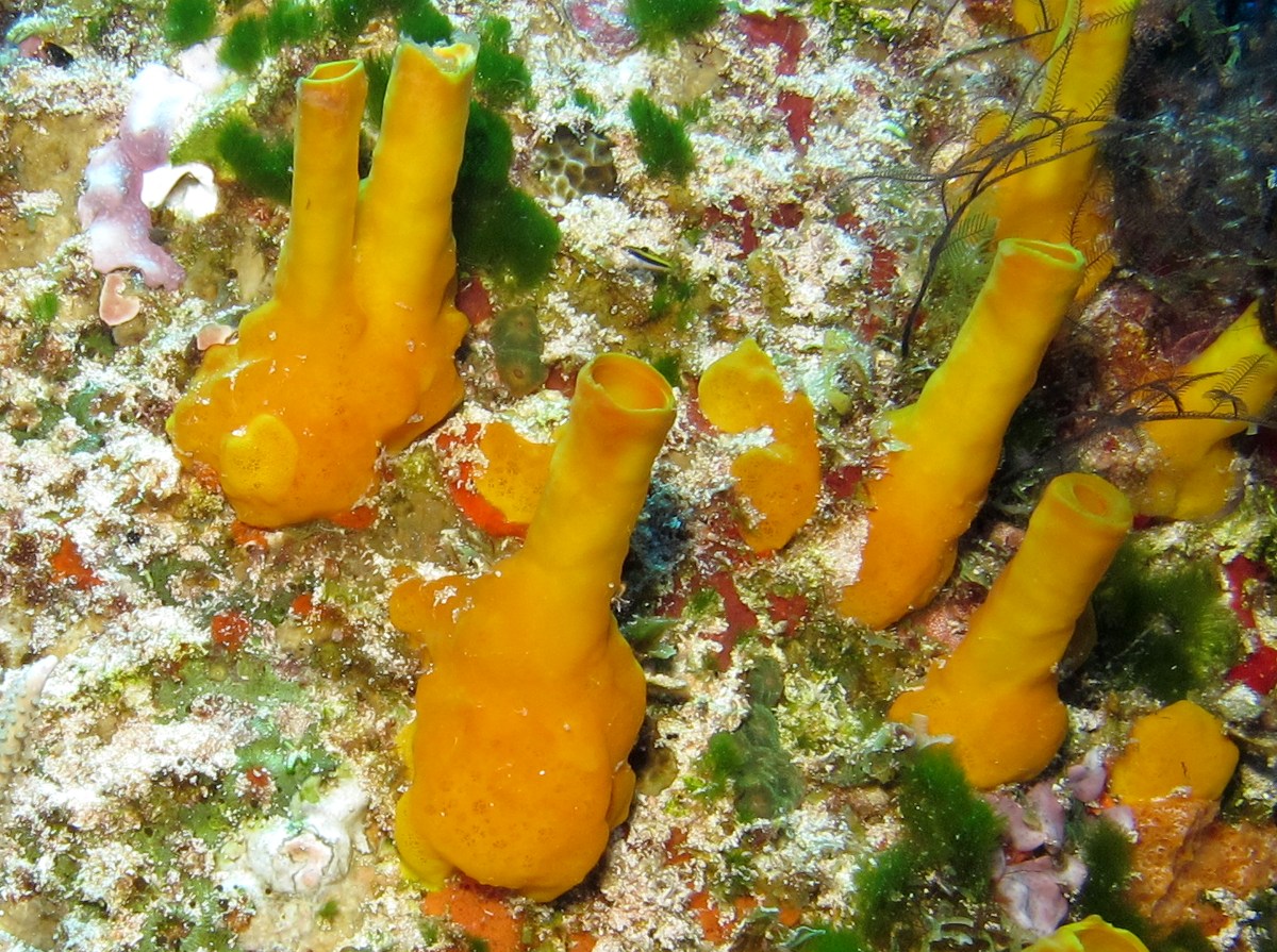 Variable Boring Sponge - Siphonodictyon coralliphagum