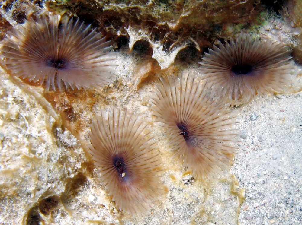 Variegated Feather Duster - Bispira melanostigma