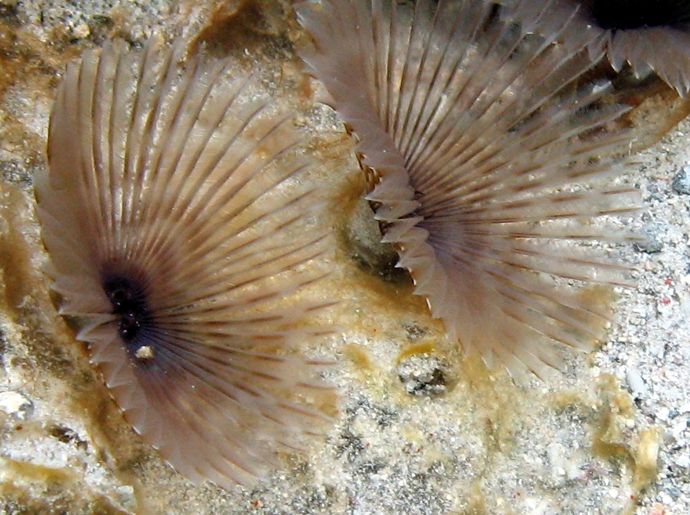 Variegated Feather Duster - Bispira melanostigma