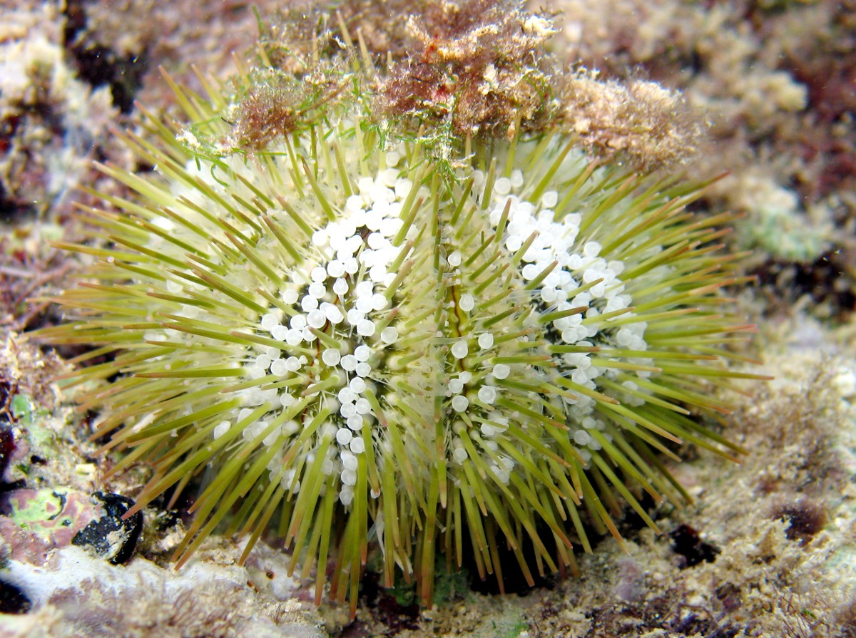 Variegated Urchin - Lytechinus variegatus