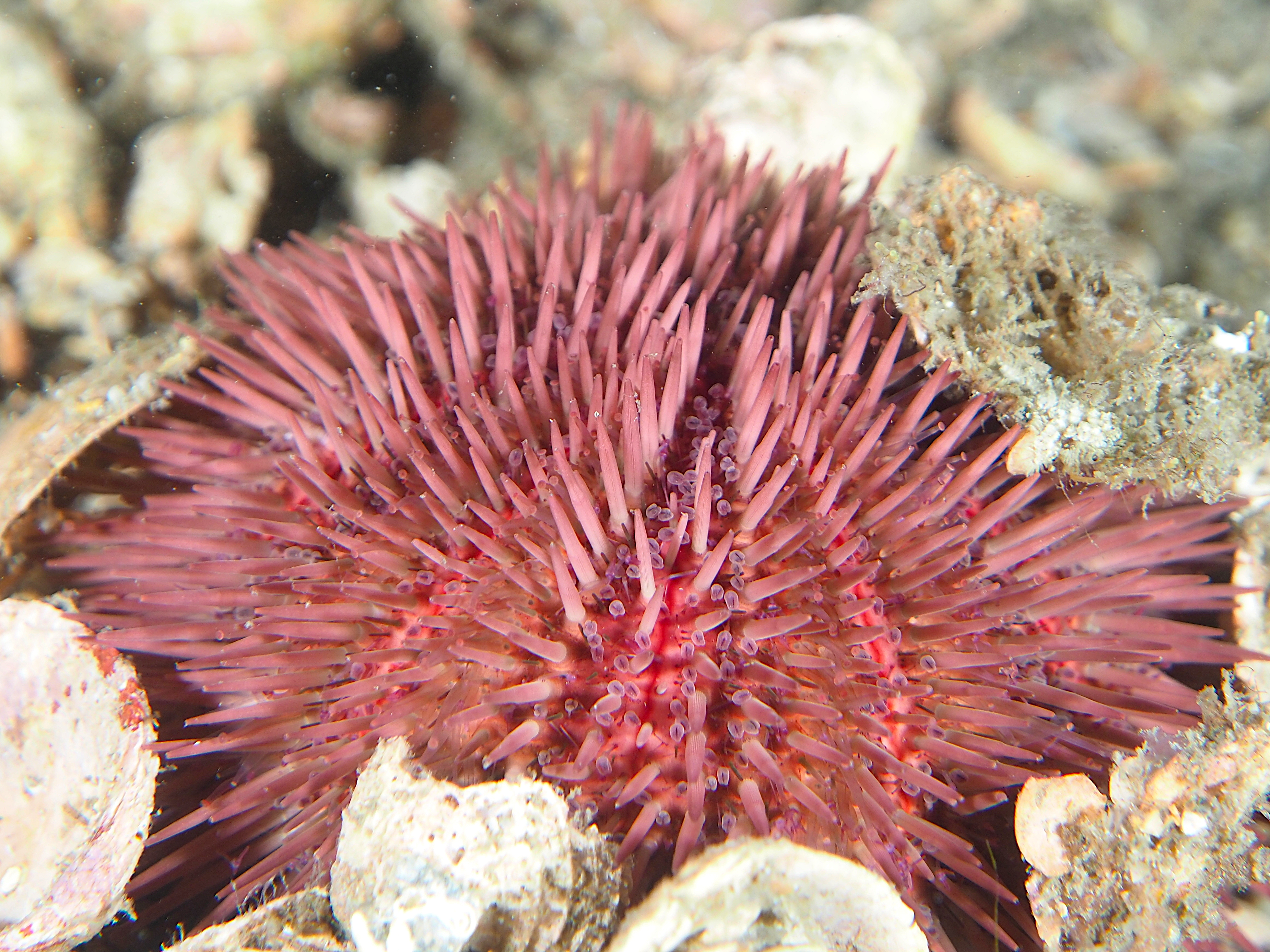 Variegated Urchin - Lytechinus variegatus