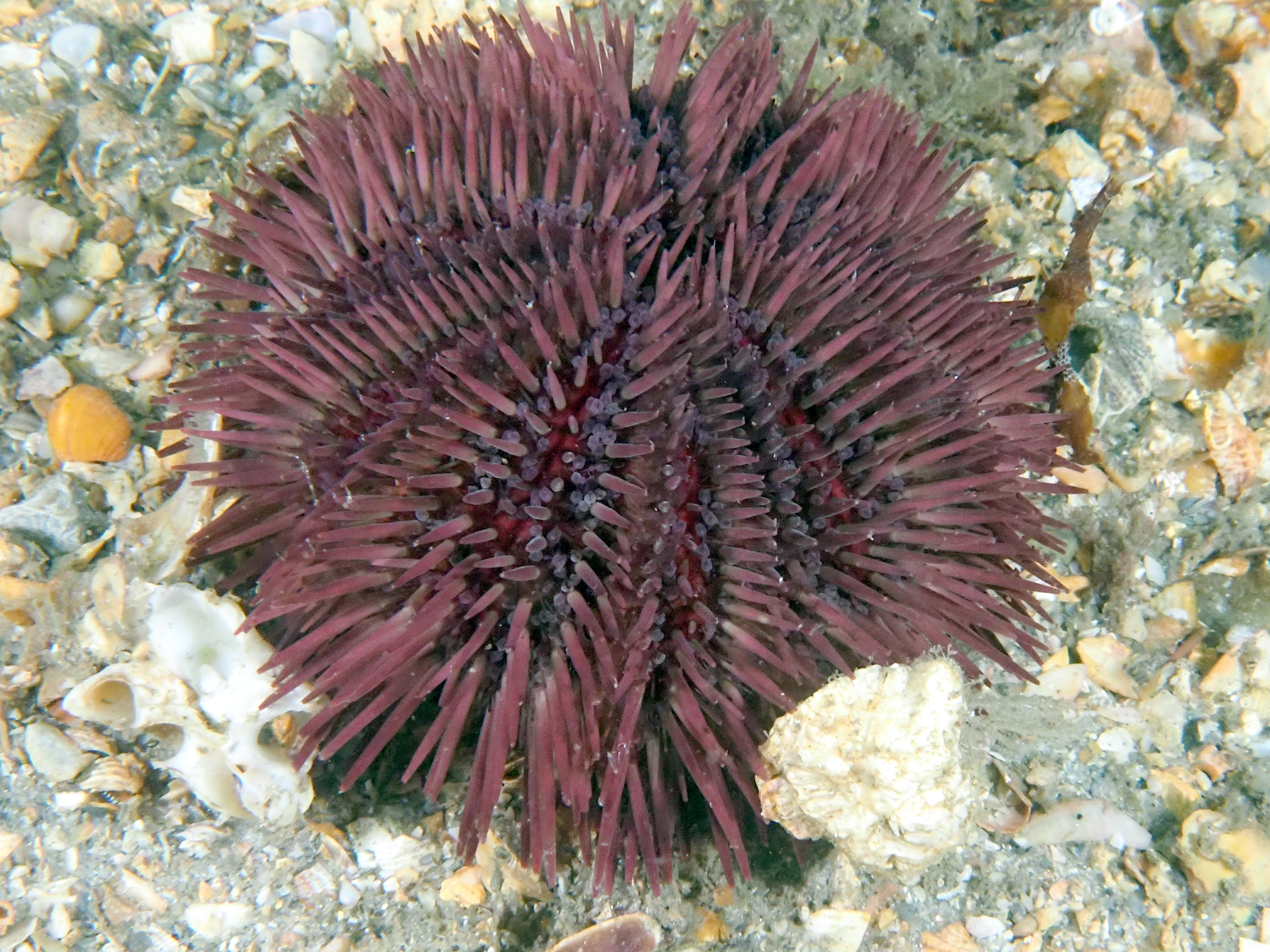 Variegated Urchin - Lytechinus variegatus