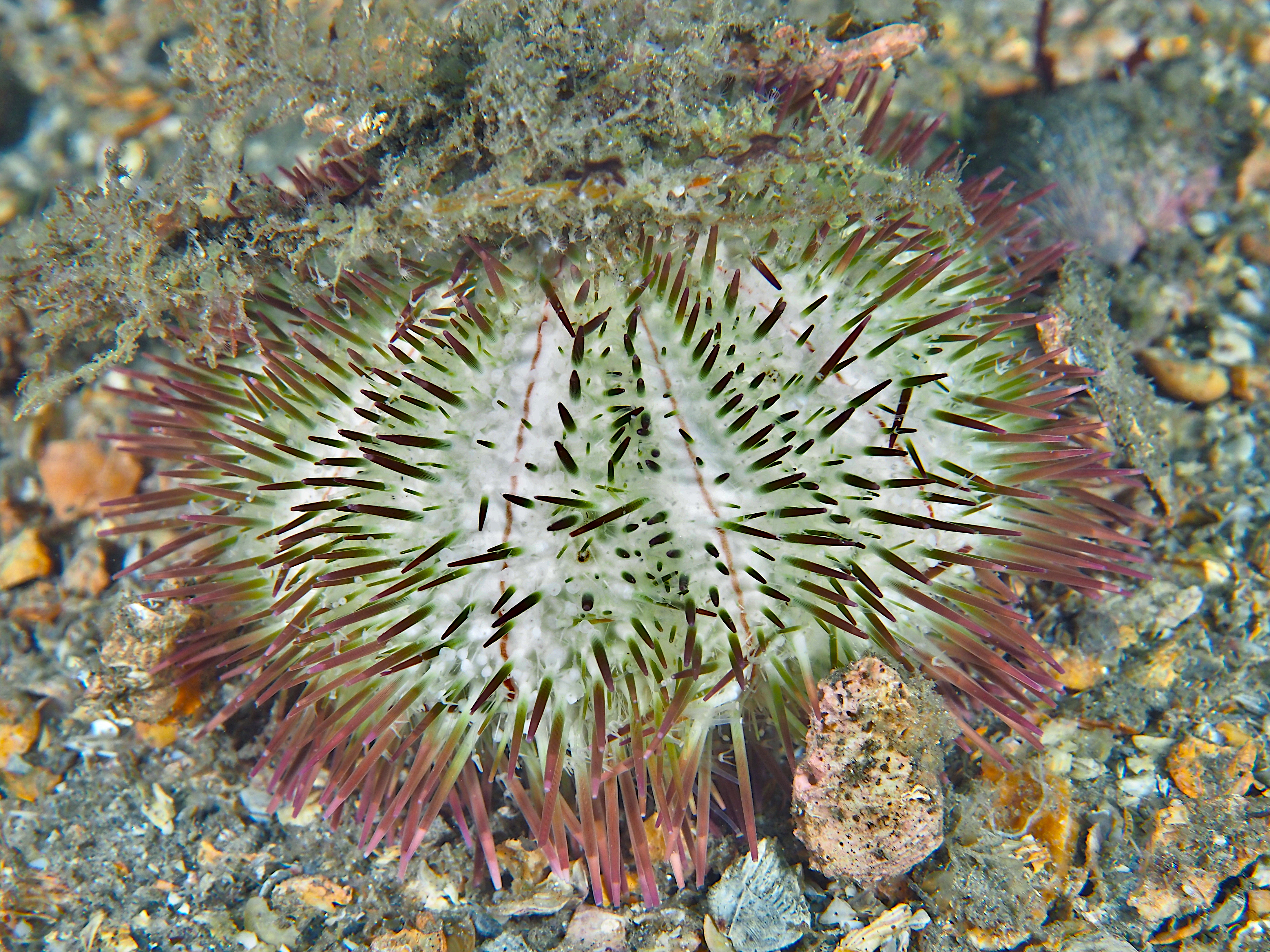 Variegated Urchin - Lytechinus variegatus