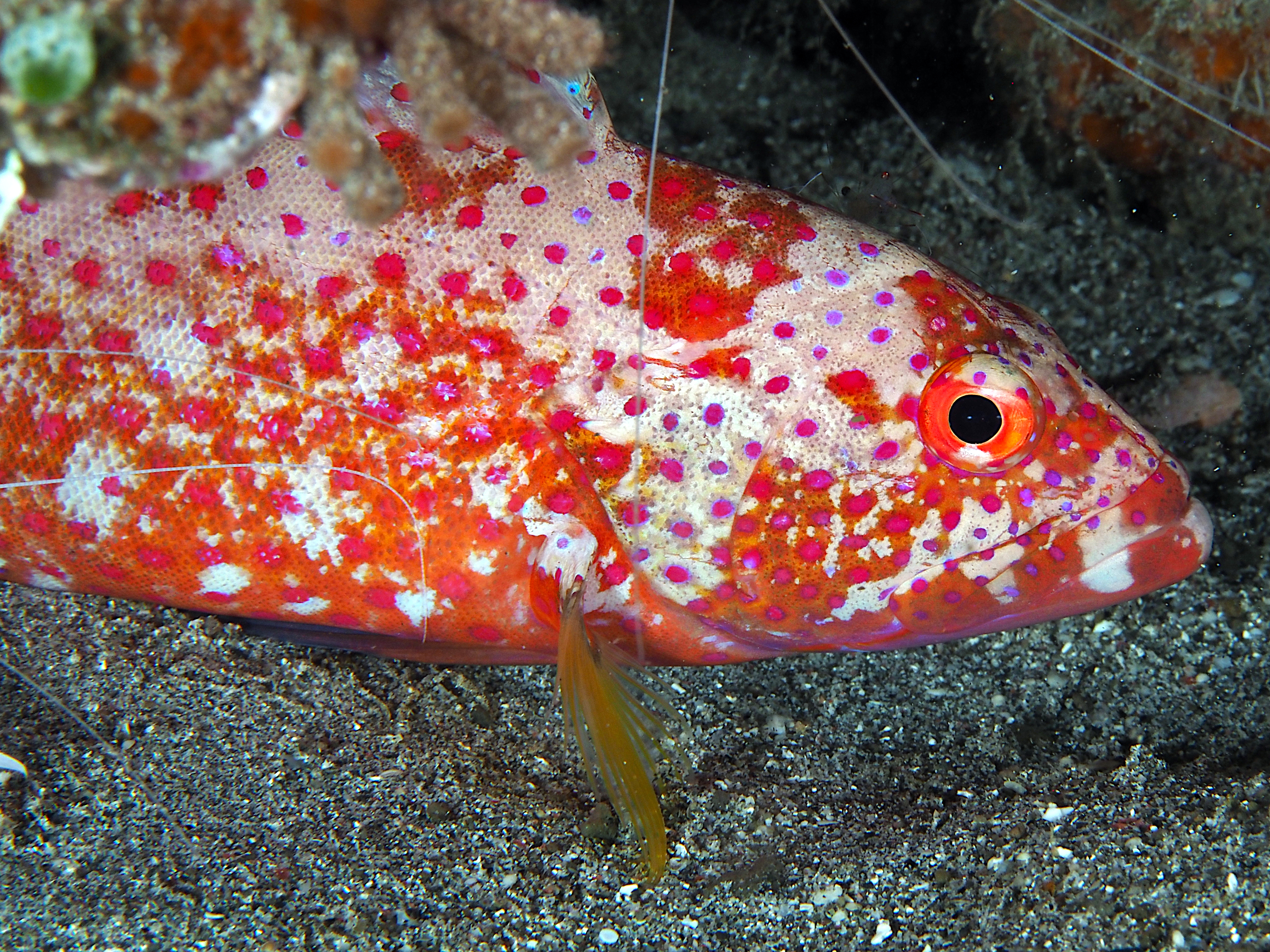 White-Edged Lyretail - Variola albimarginata - Komodo, Indonesia