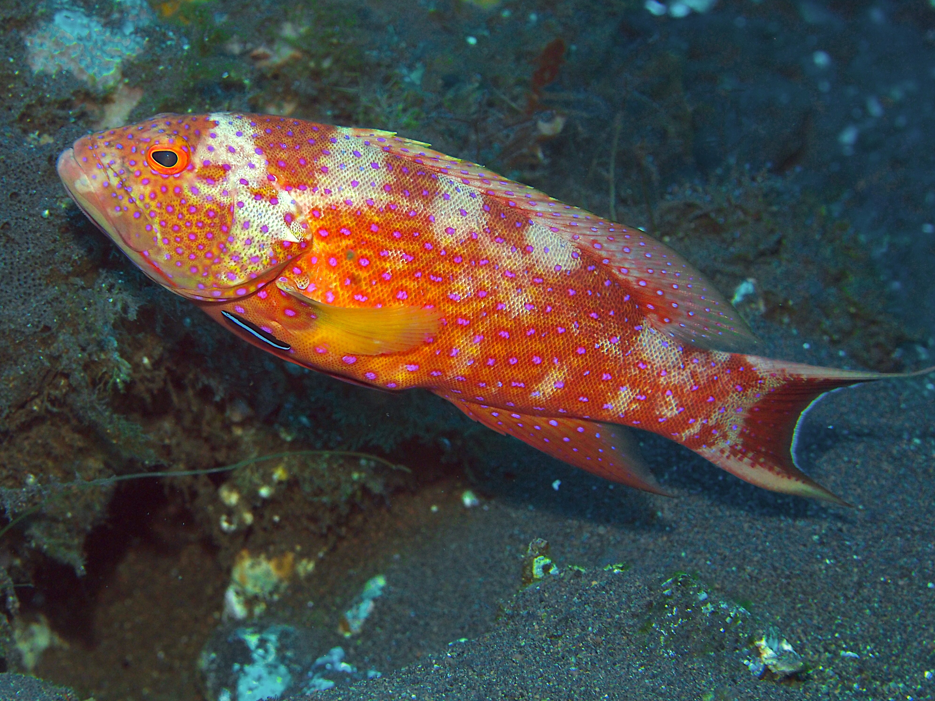 White-Edged Lyretail - Variola albimarginata