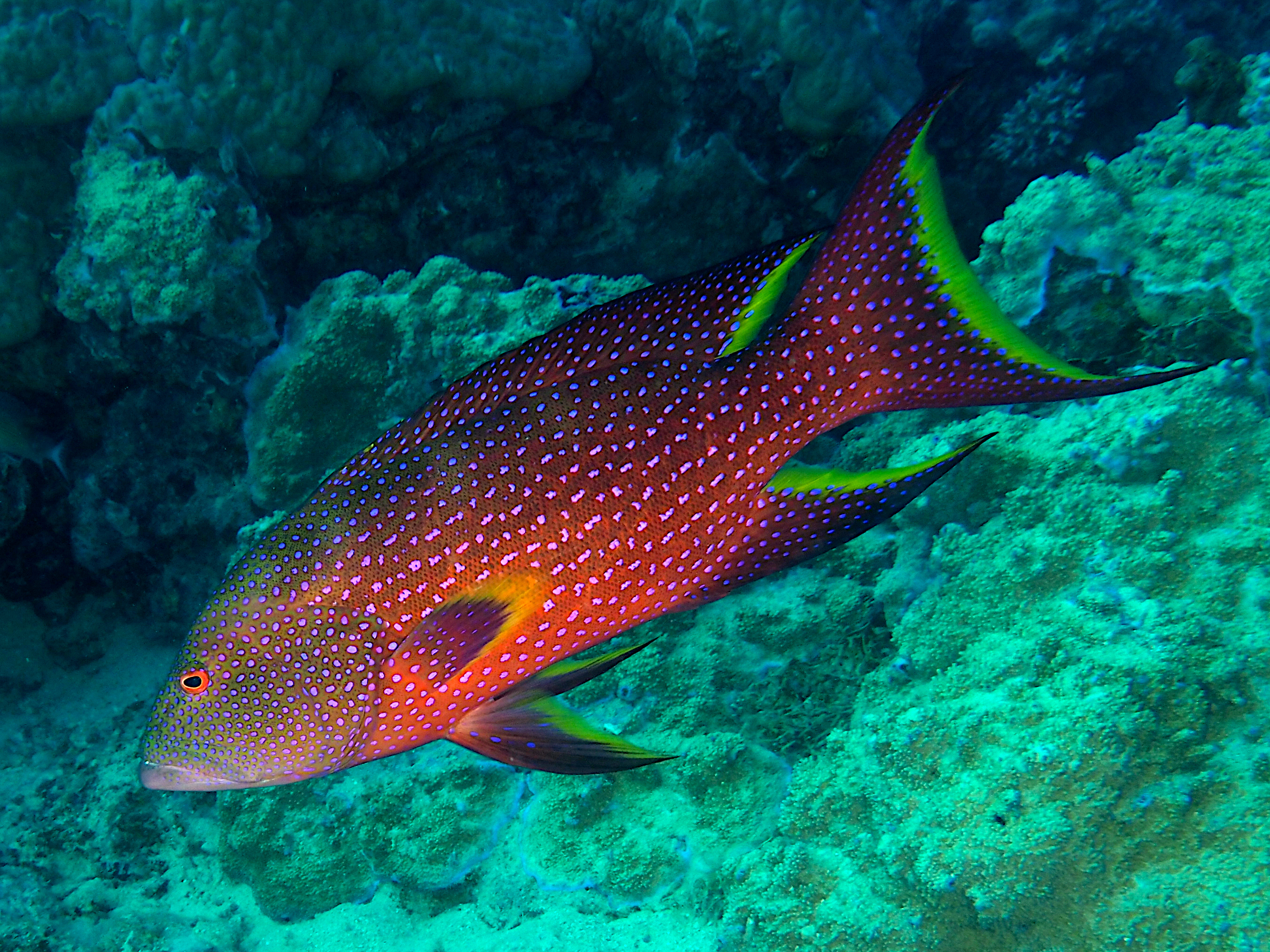 Yellow-Edged Lyretail - Variola louti - Great Barrier Reef, Australia