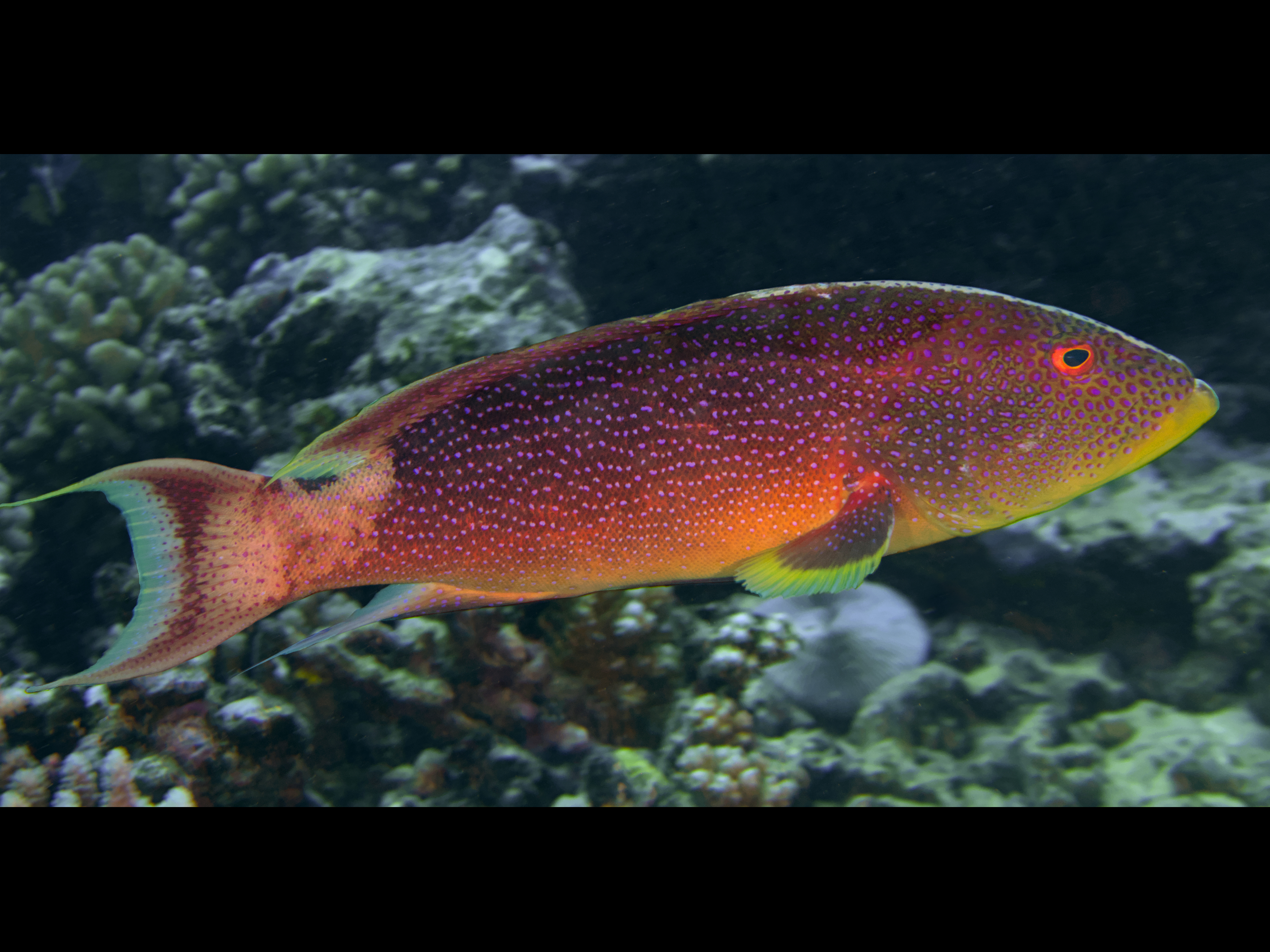 Yellow-Edged Lyretail - Variola louti