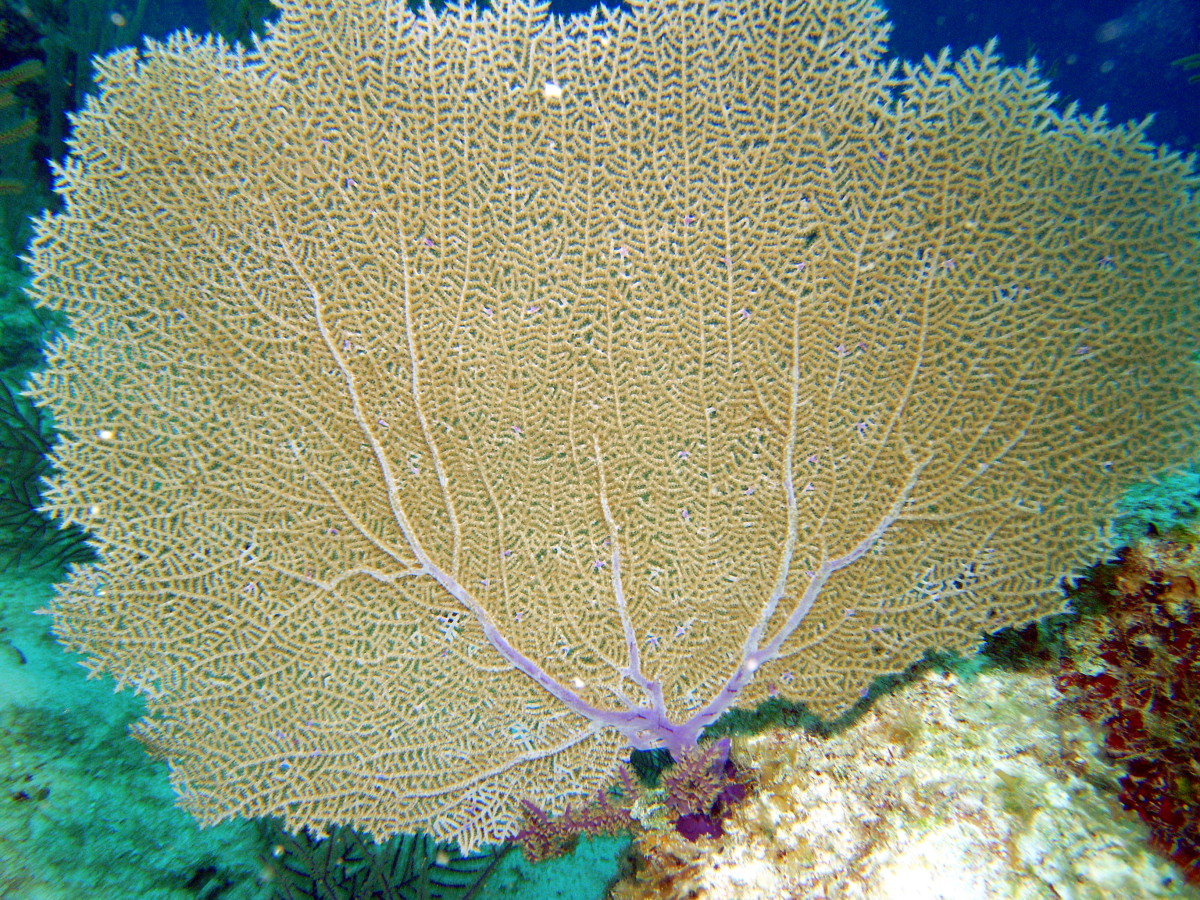 Venus Sea Fan - Gorgonia flabellum