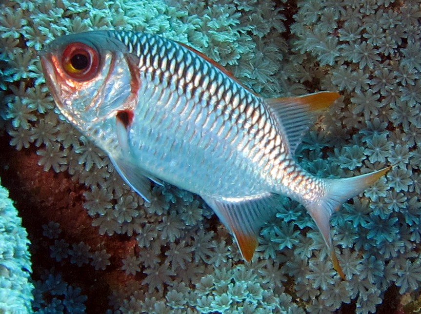 Violet Soldierfish - Myripristis violacea