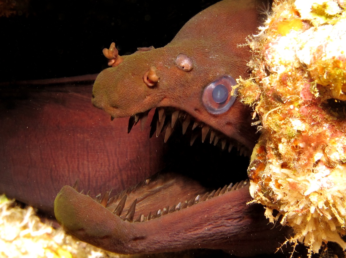 Indo-Pacific Viper Moray - Enchelynassa canina - Lanai, Hawaii