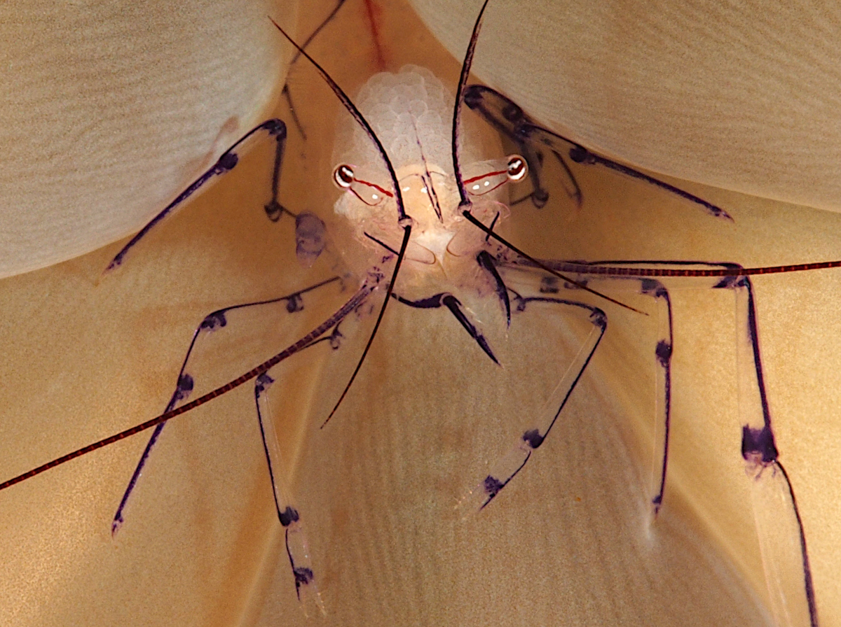 Bubble Coral Shrimp - Vir philippinensis