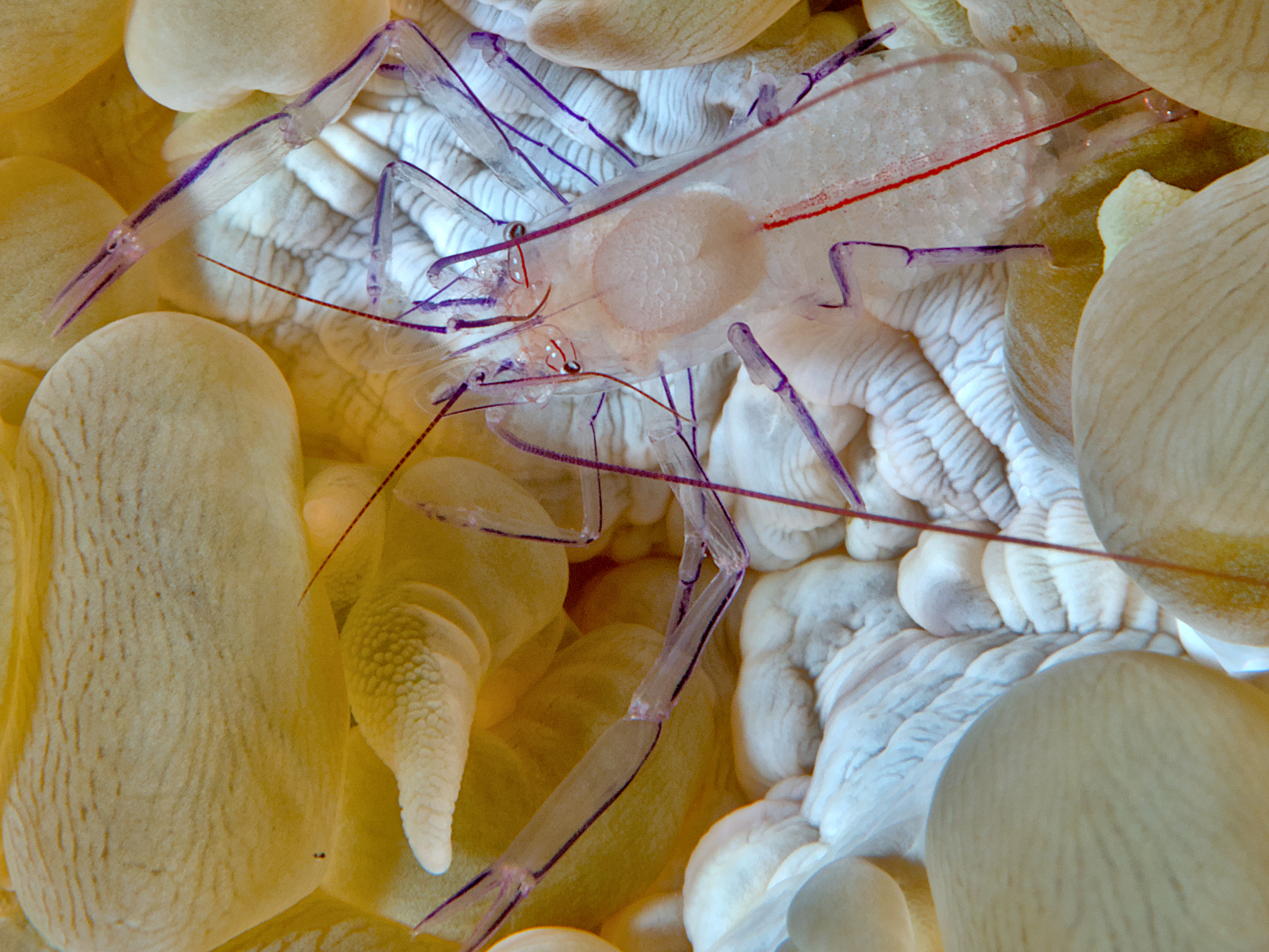 Bubble Coral Shrimp - Palaemonella philippinensis