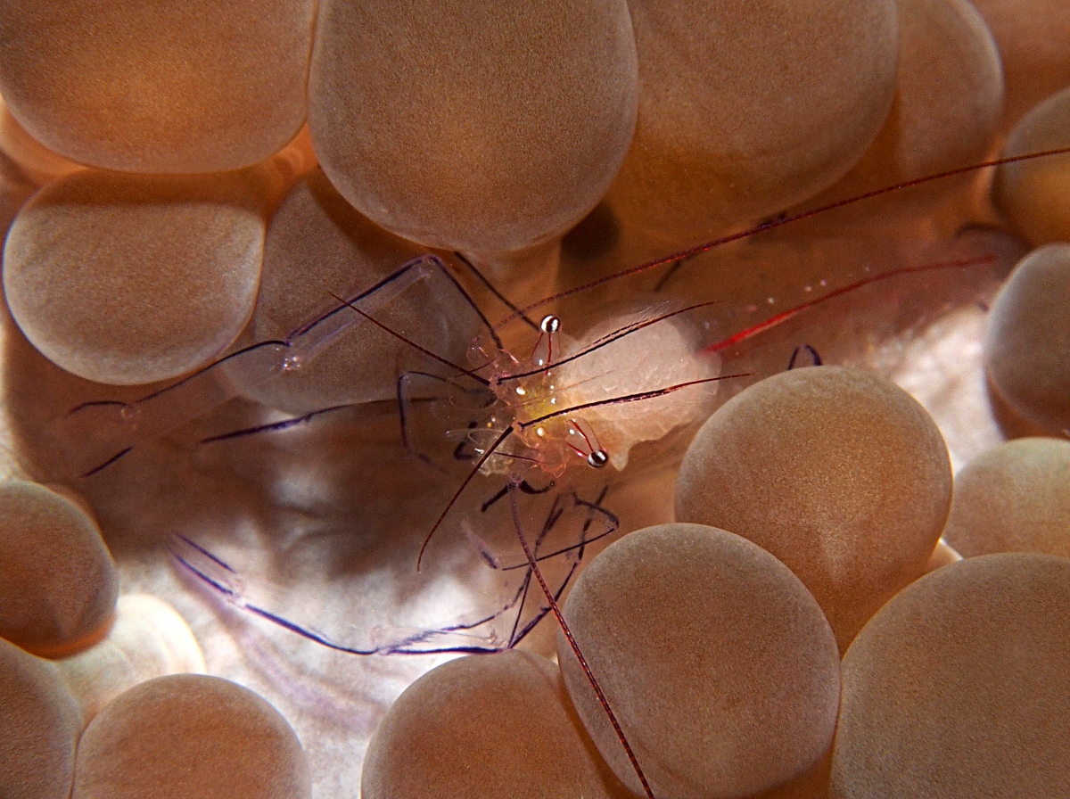 Bubble Coral Shrimp - Vir philippinensis