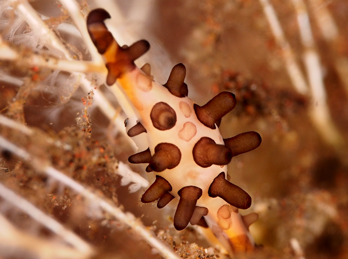 Shuttlecock Spindle Cowry - Volva volva - Bali, Indonesia