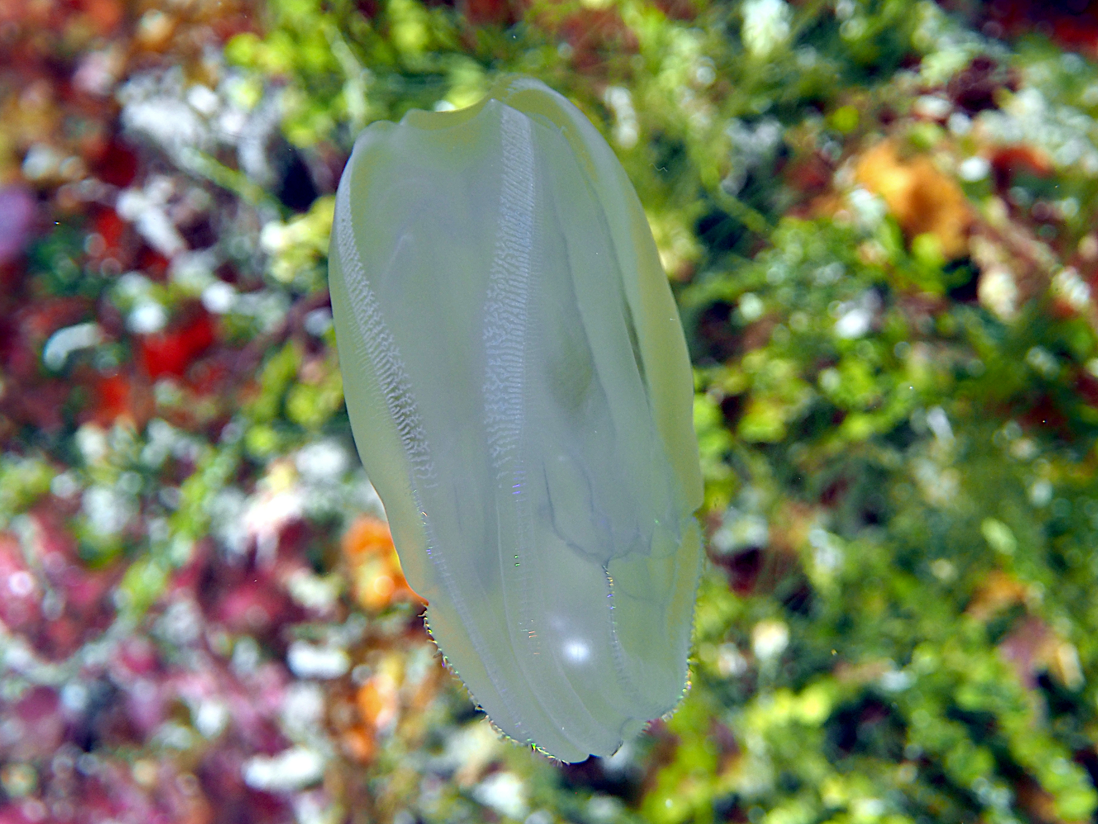 Warty Comb Jelly - Leucothea multicornis - Cozumel, Mexico