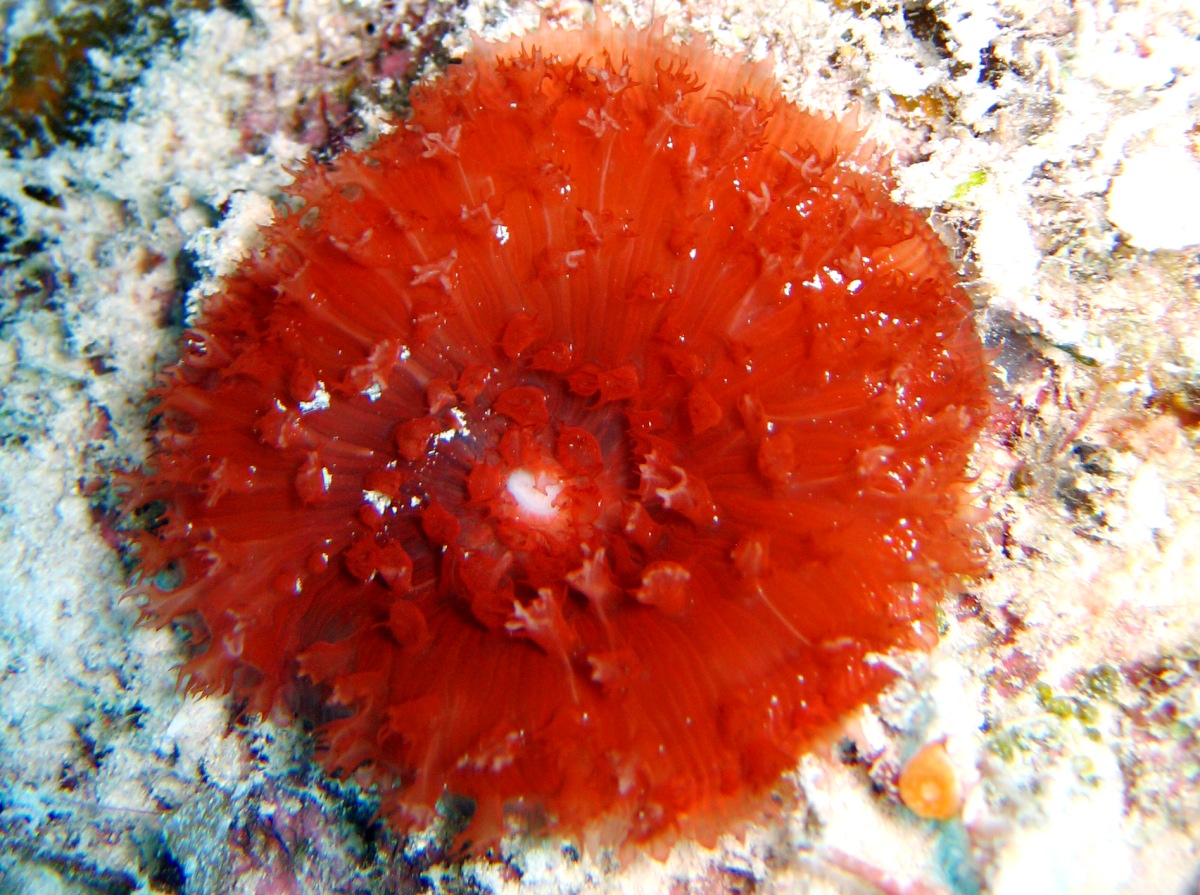 Warty Corallimorph - Rhodactis osculifera