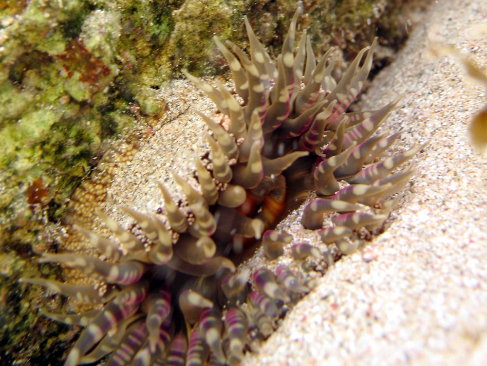 Warty Sea Anemone - Bunodosoma cavernatum