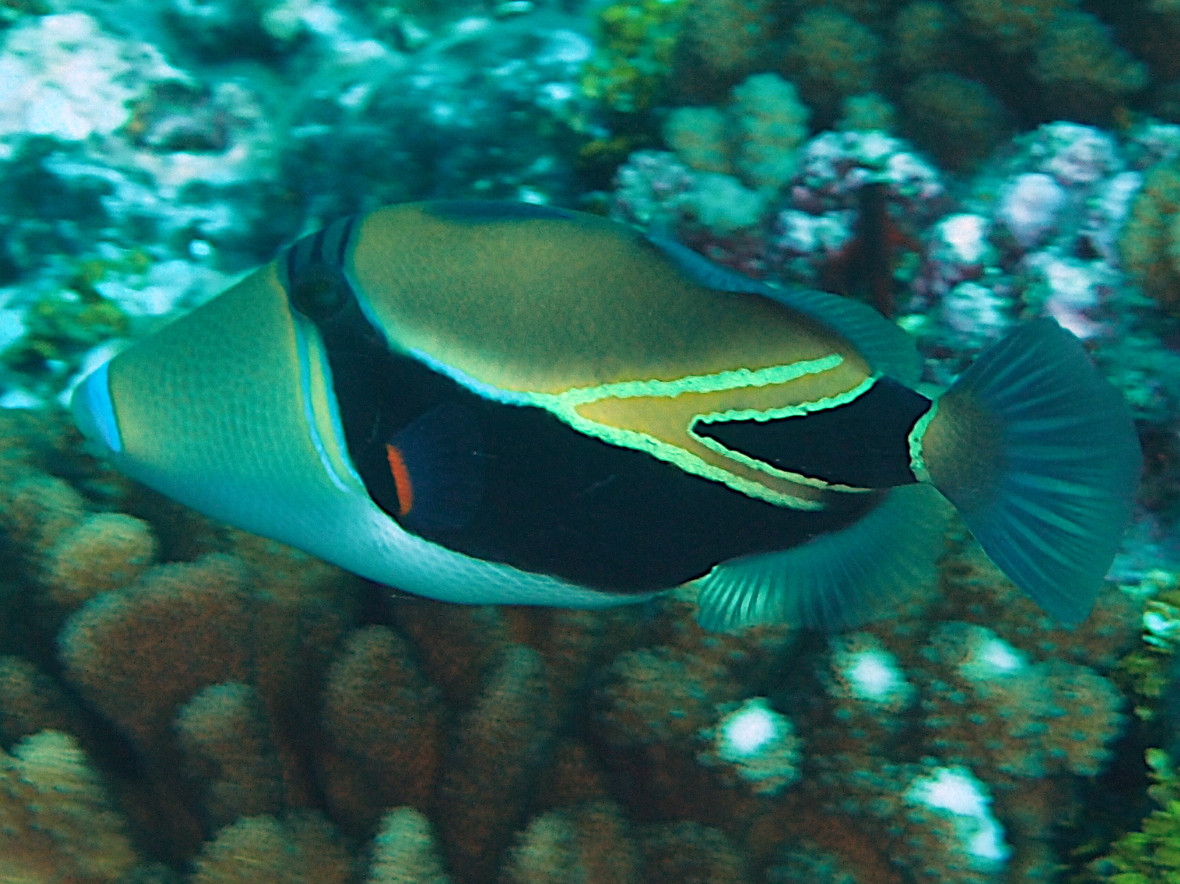 Wedgetail Triggerfish - Rhinecanthus rectangulus