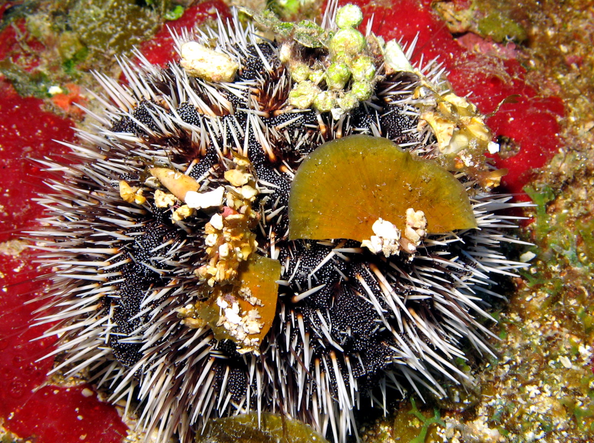 West Indian Sea Egg - Tripneustes ventricosus