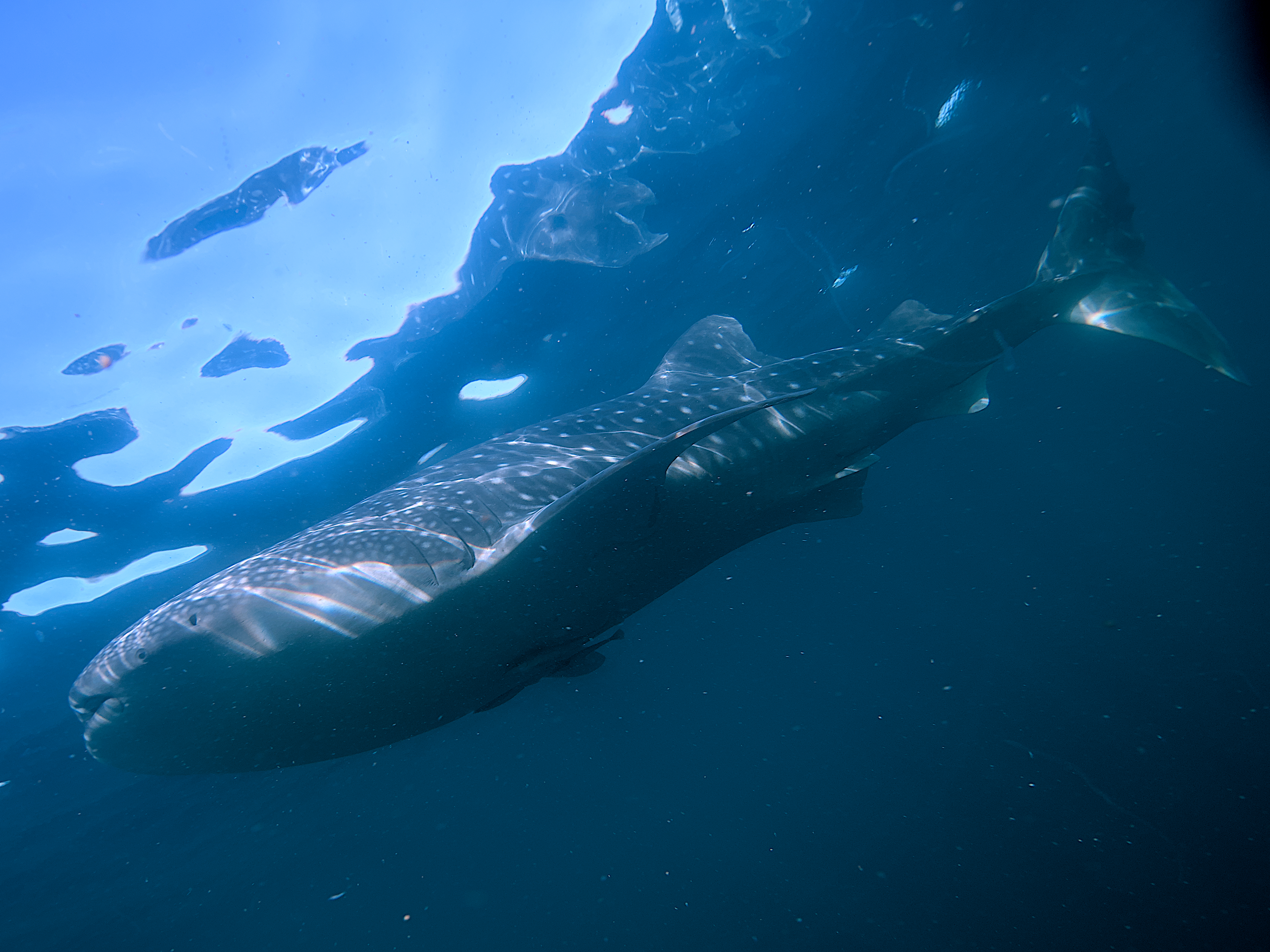 Whale Shark - Rhincodon typus