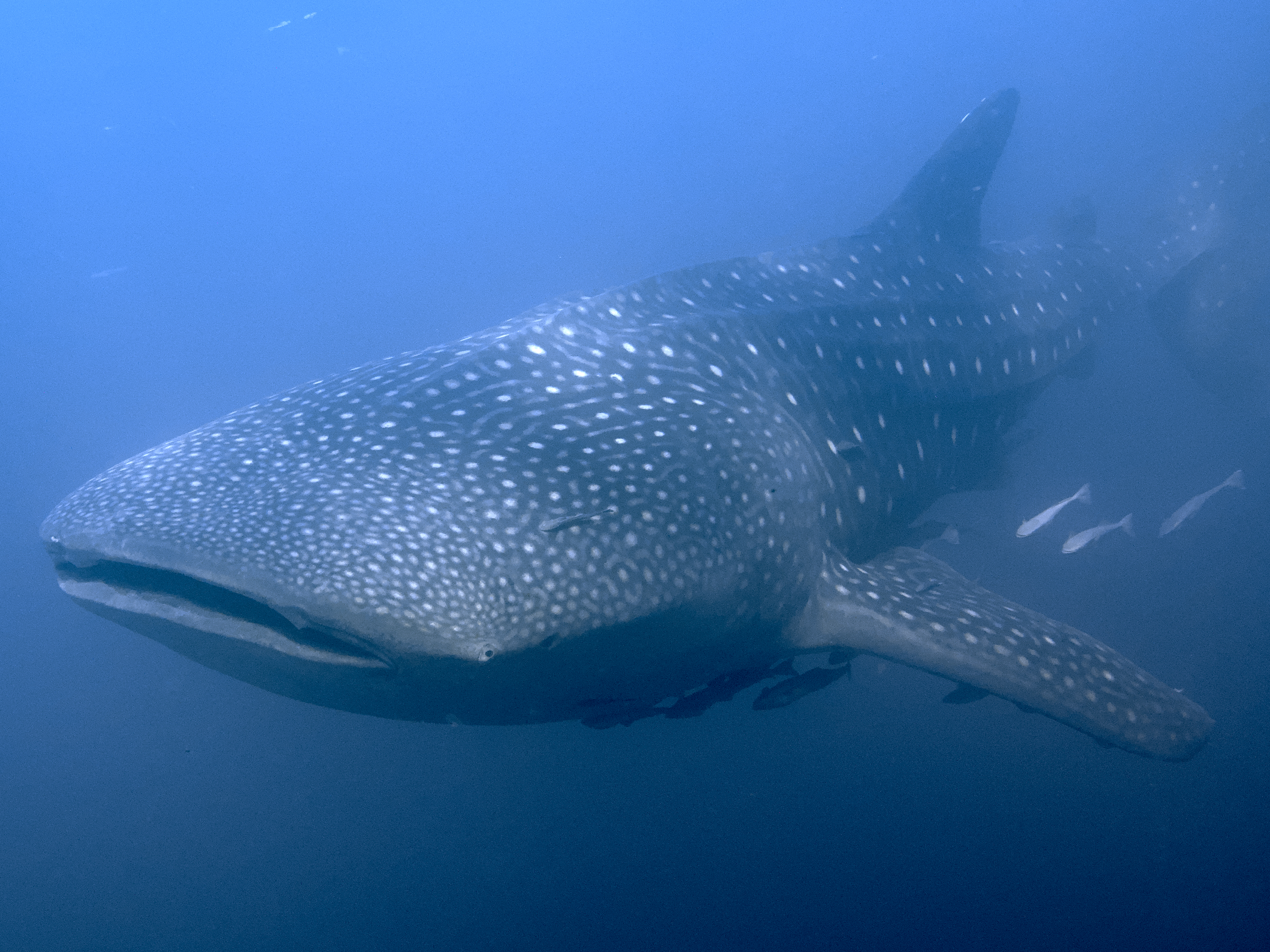 Whale Shark - Rhincodon typus