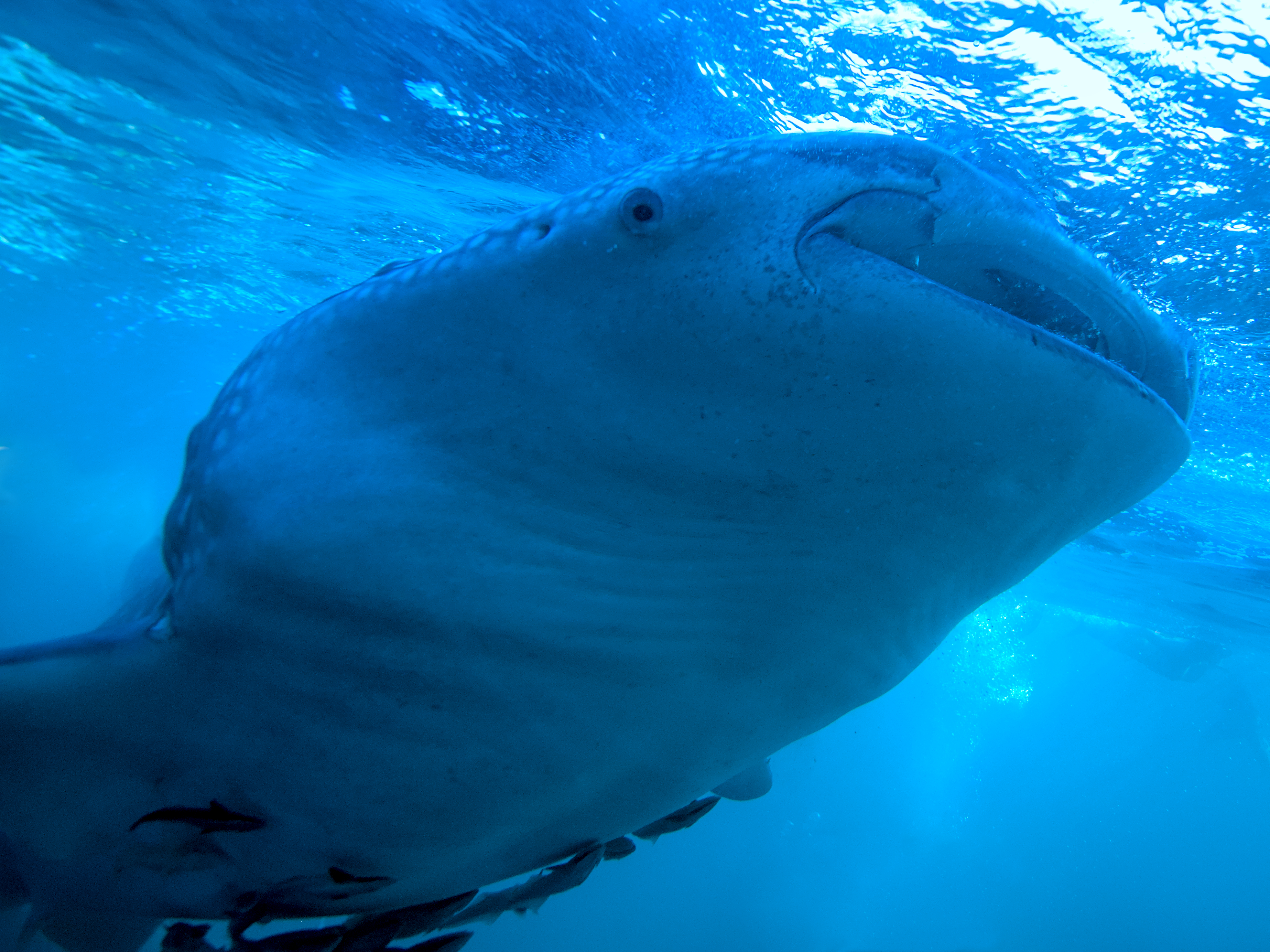 Whale Shark - Rhincodon typus