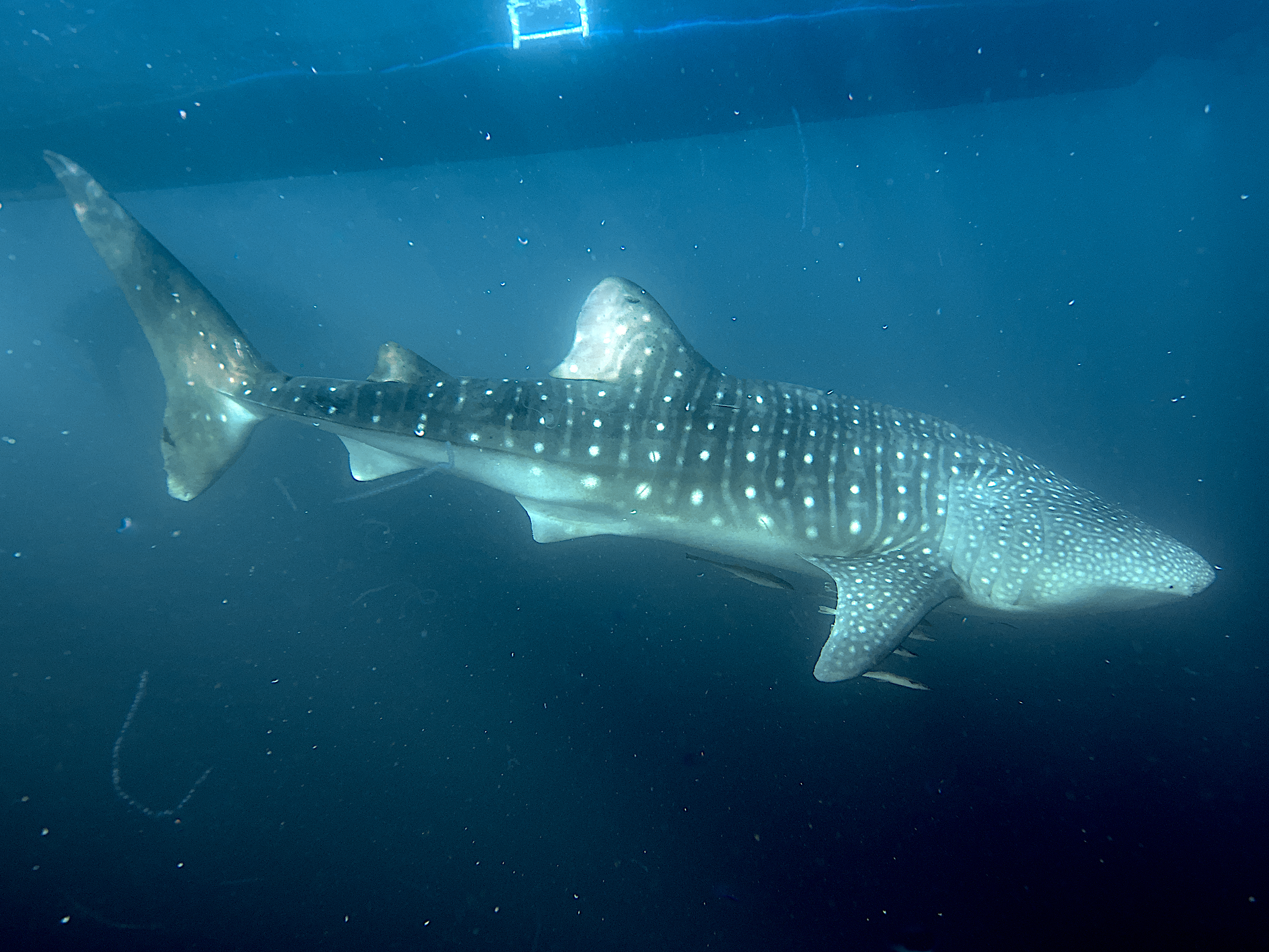 Whale Shark - Rhincodon typus