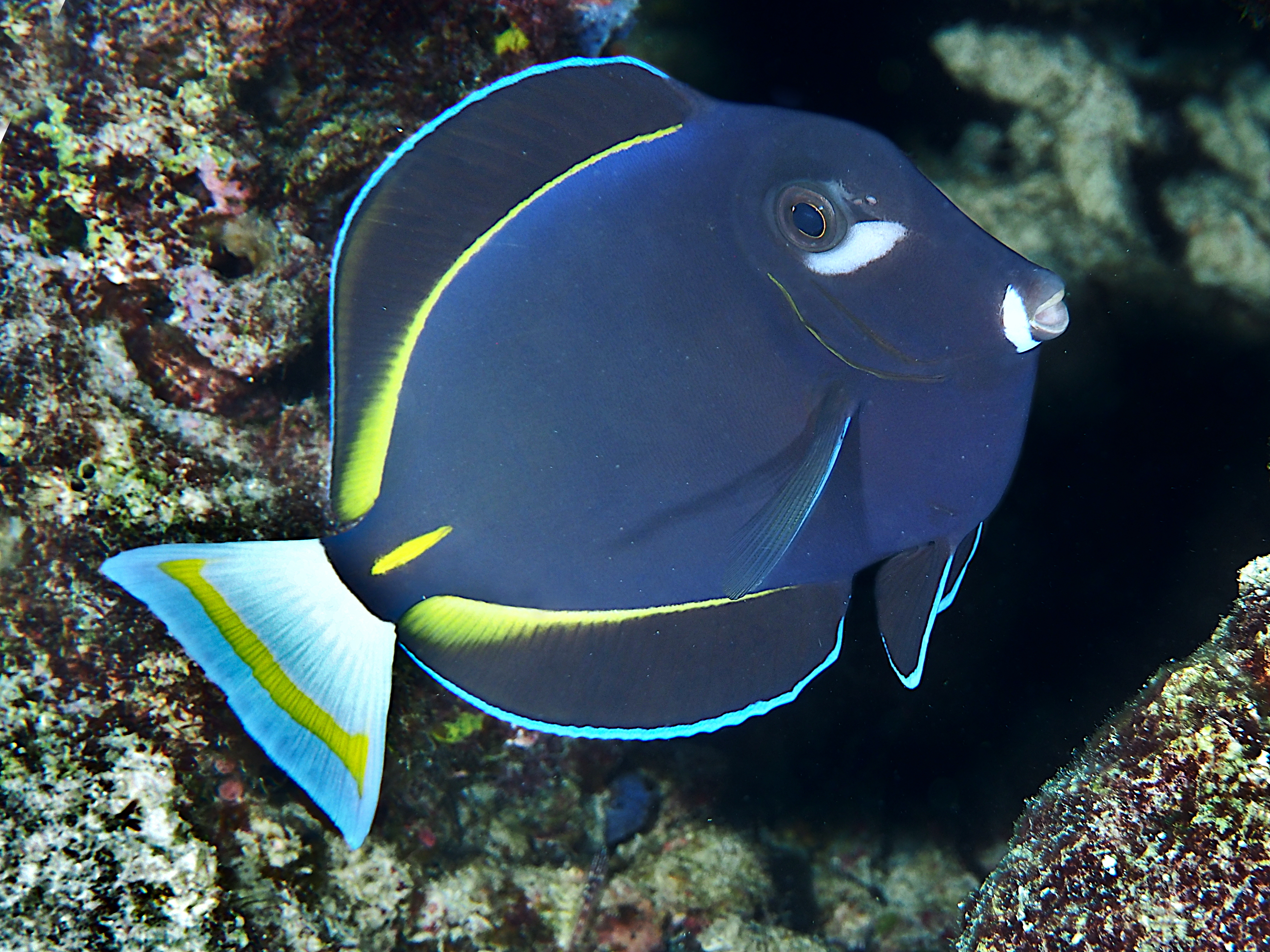 Whitecheek Surgeonfish - Acanthurus nigricans