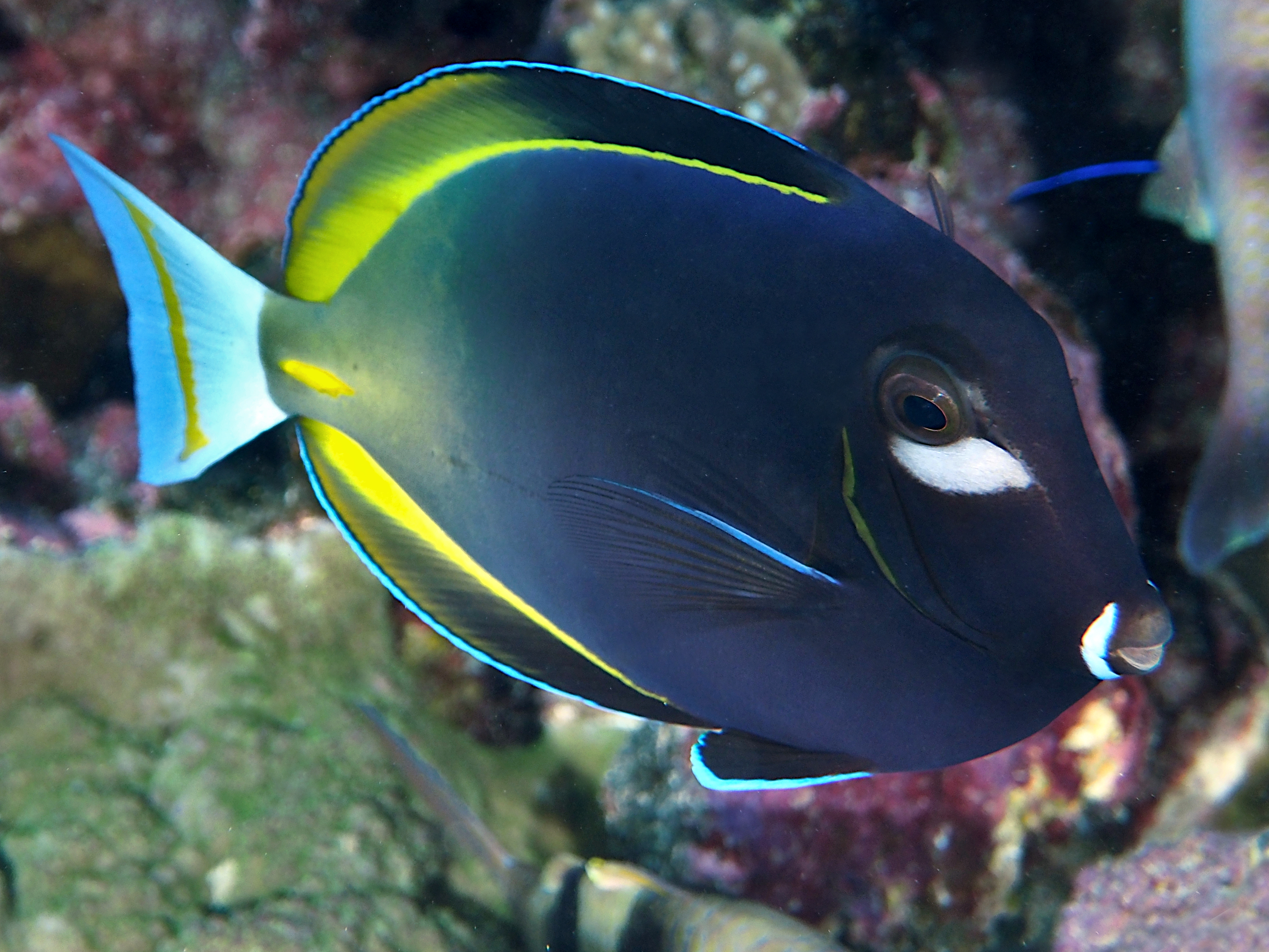 Whitecheek Surgeonfish - Acanthurus nigricans