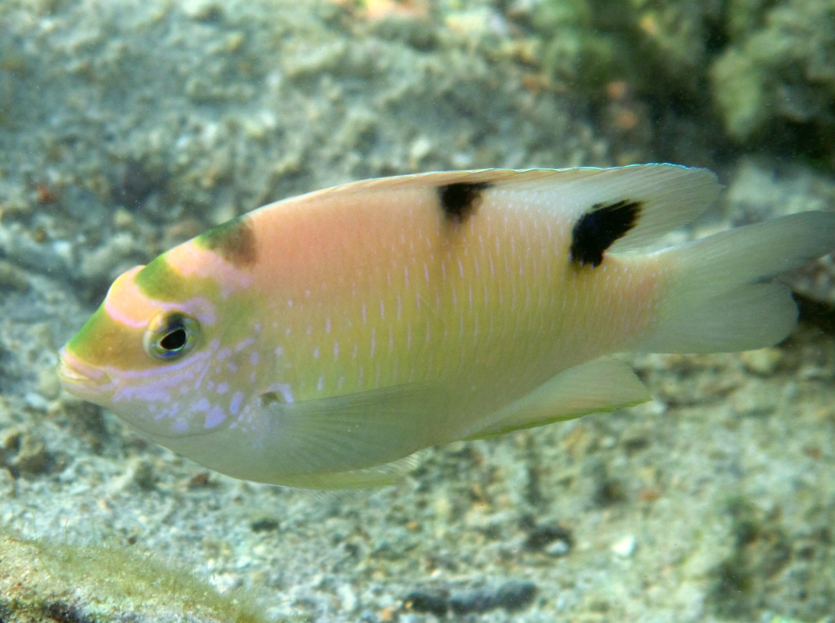 White Damsel - Dischistodus perspicillatus - Palau