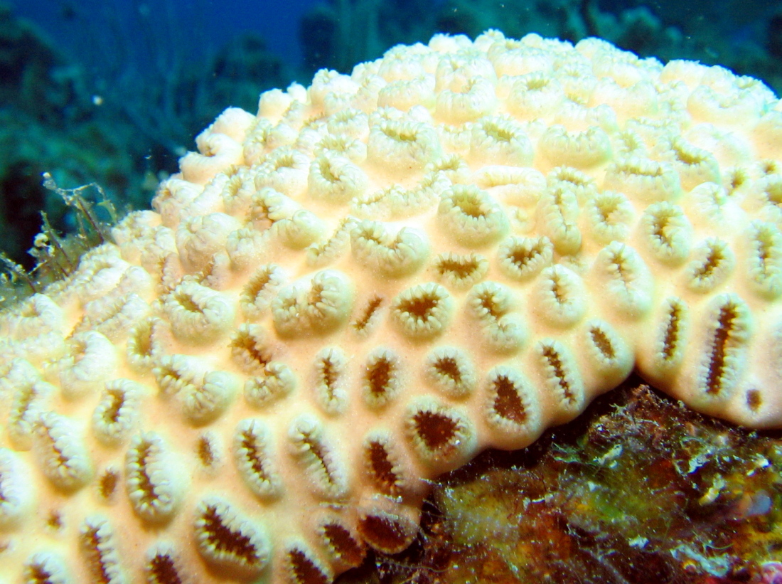 White Encrusting Zoanthid - Palythoa caribaeorum