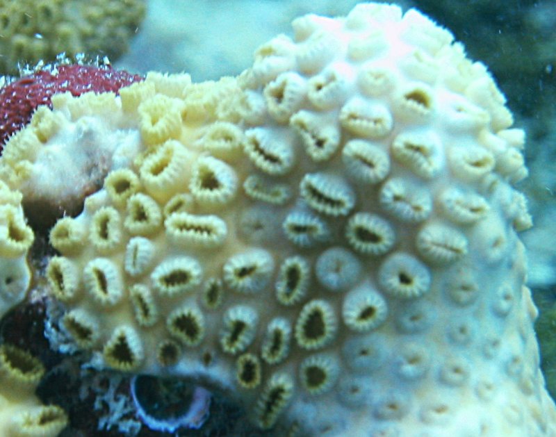 White Encrusting Zoanthid - Palythoa caribaeorum