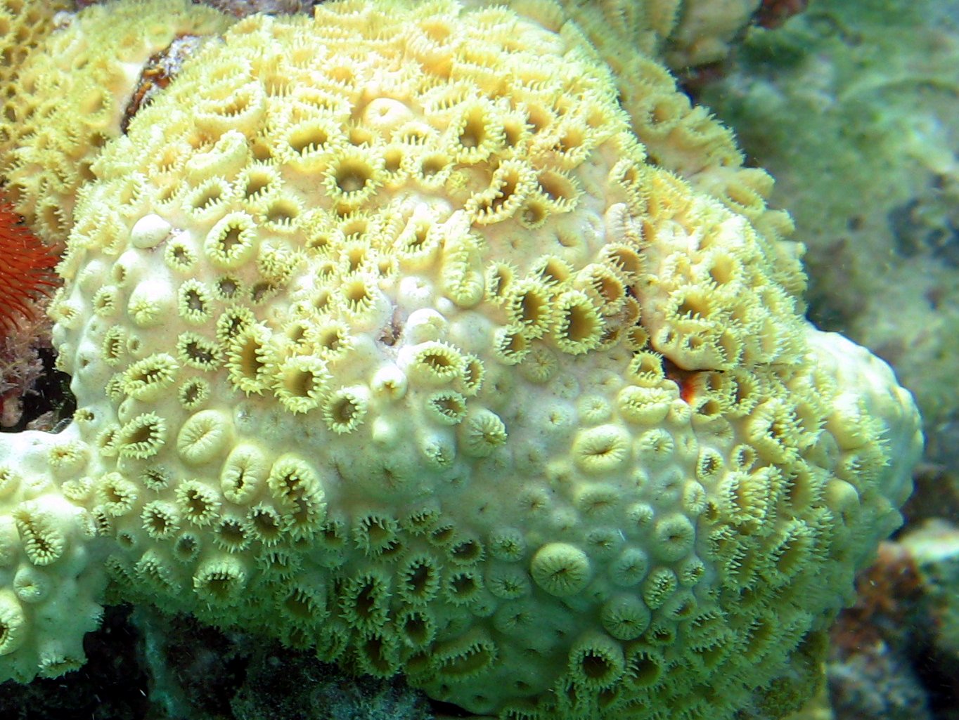 White Encrusting Zoanthid - Palythoa caribaeorum