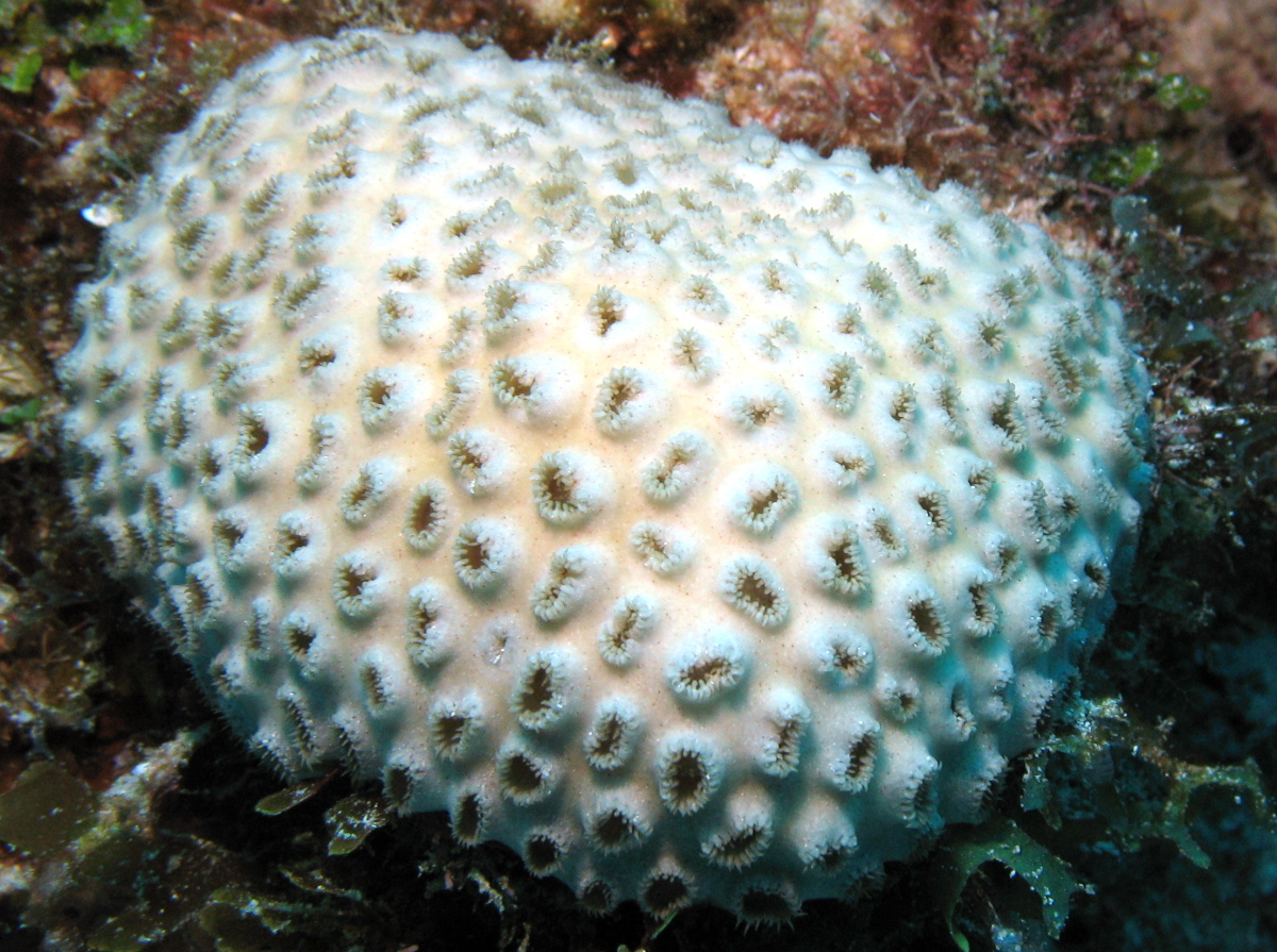 White Encrusting Zoanthid - Palythoa caribaeorum