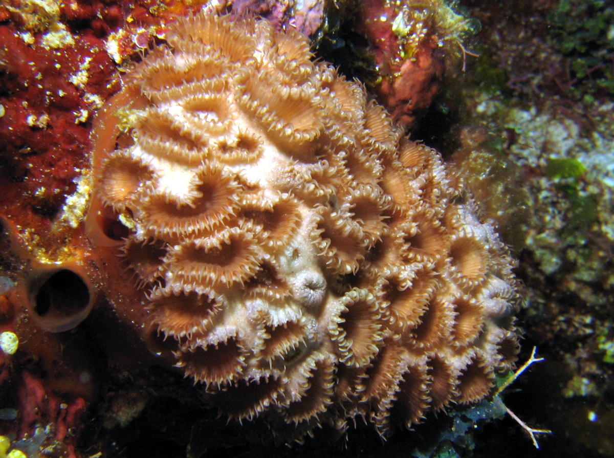 White Encrusting Zoanthid - Palythoa caribaeorum