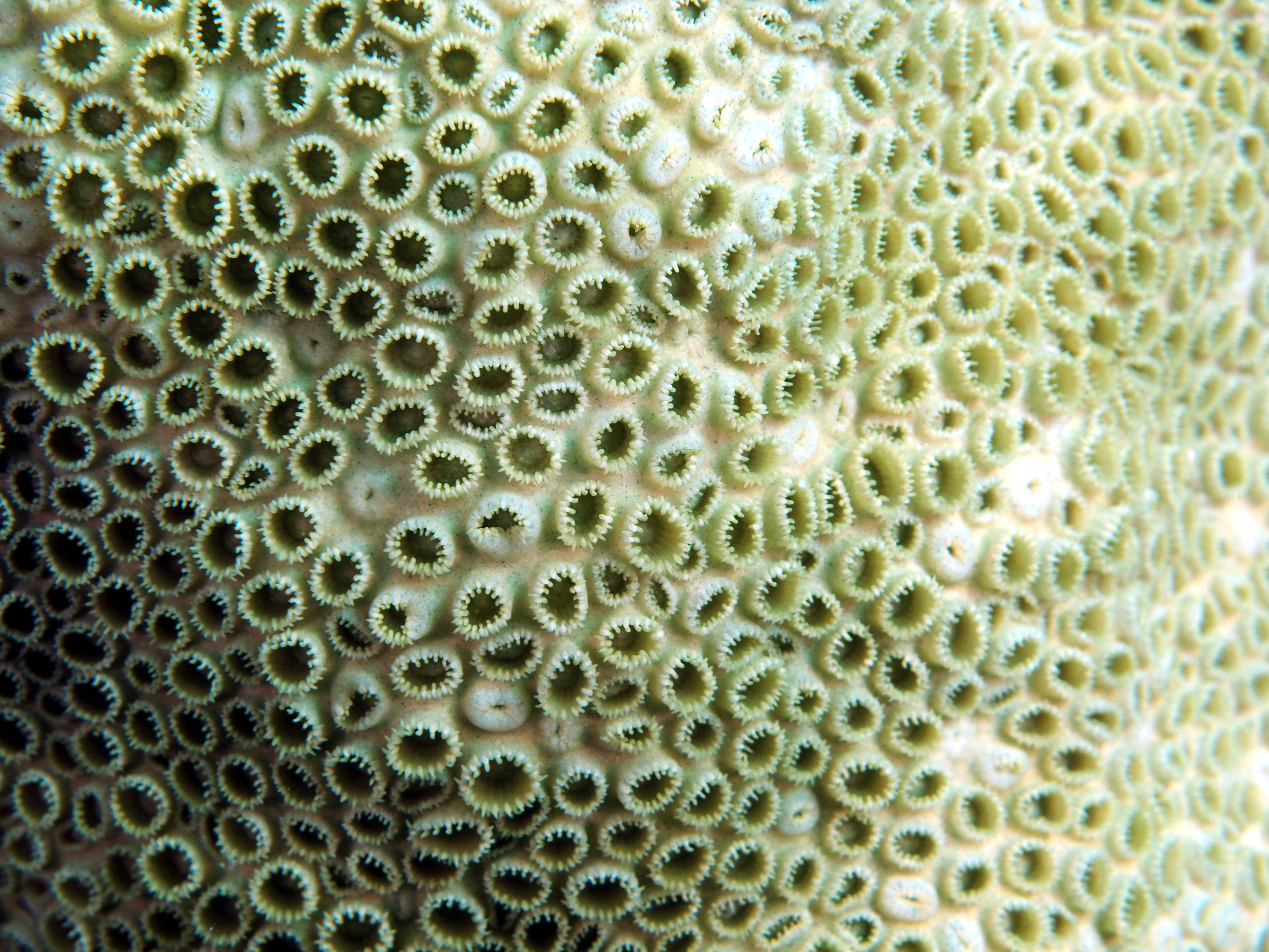 White Encrusting Zoanthid - Palythoa caribaeorum