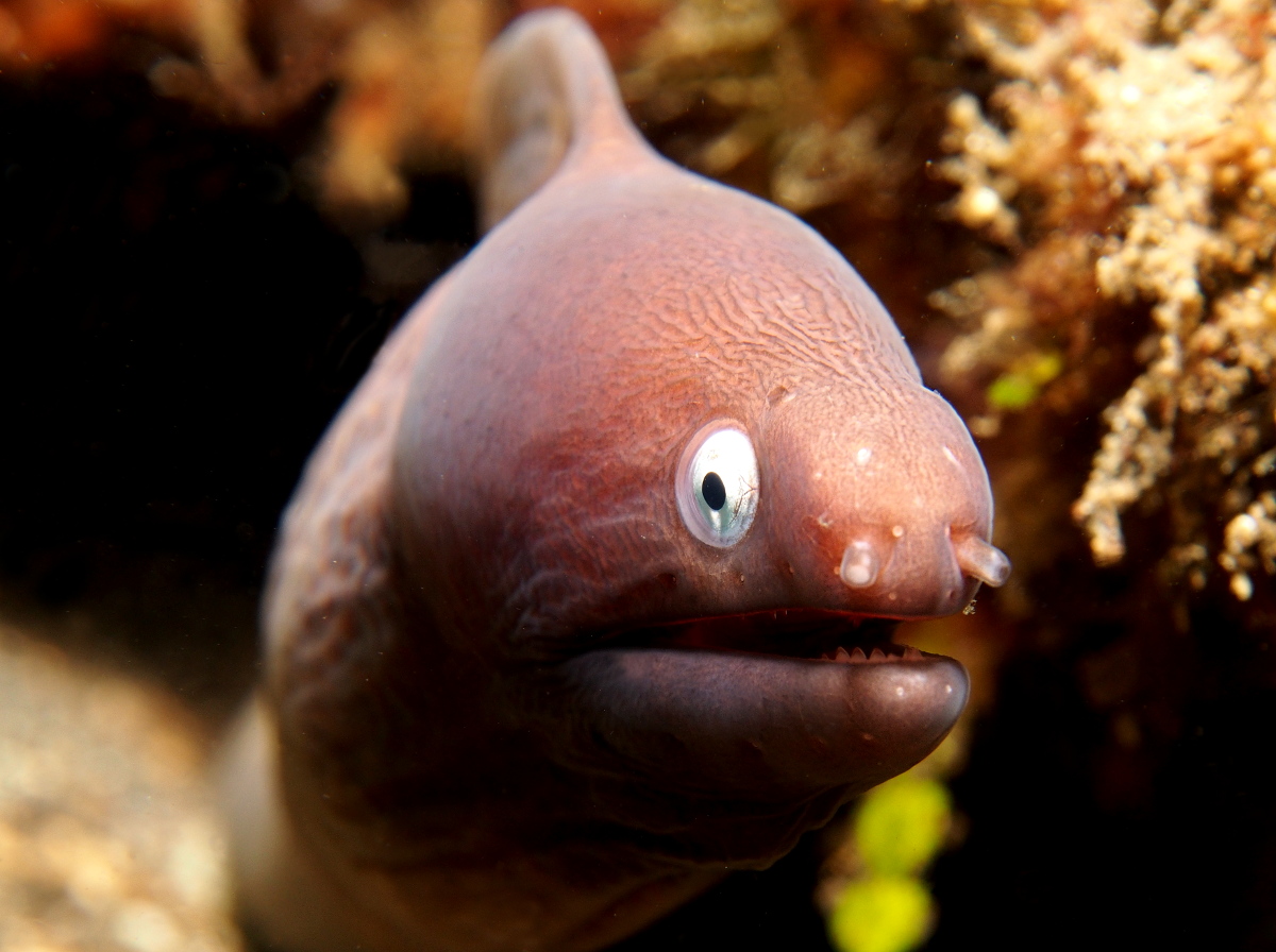 White-Eyed Moray Eel - Gymnothorax thyrsoideus