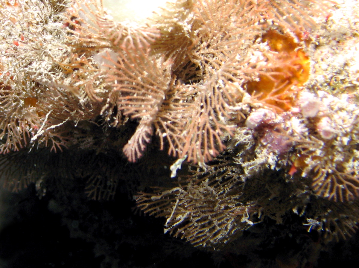 White Fan Bryozoan - Reteporellina evelinae - Grand Cayman