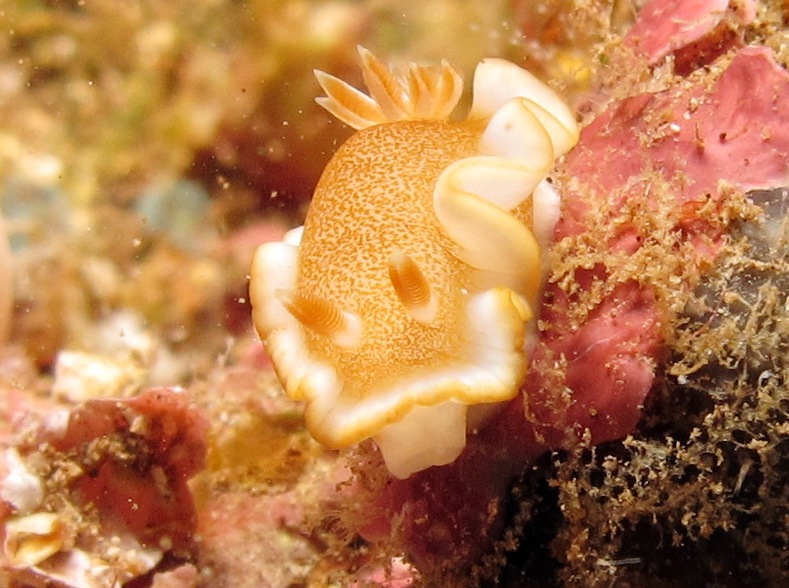 White-Margin Nudibranch - Glossodoris rufomarginata