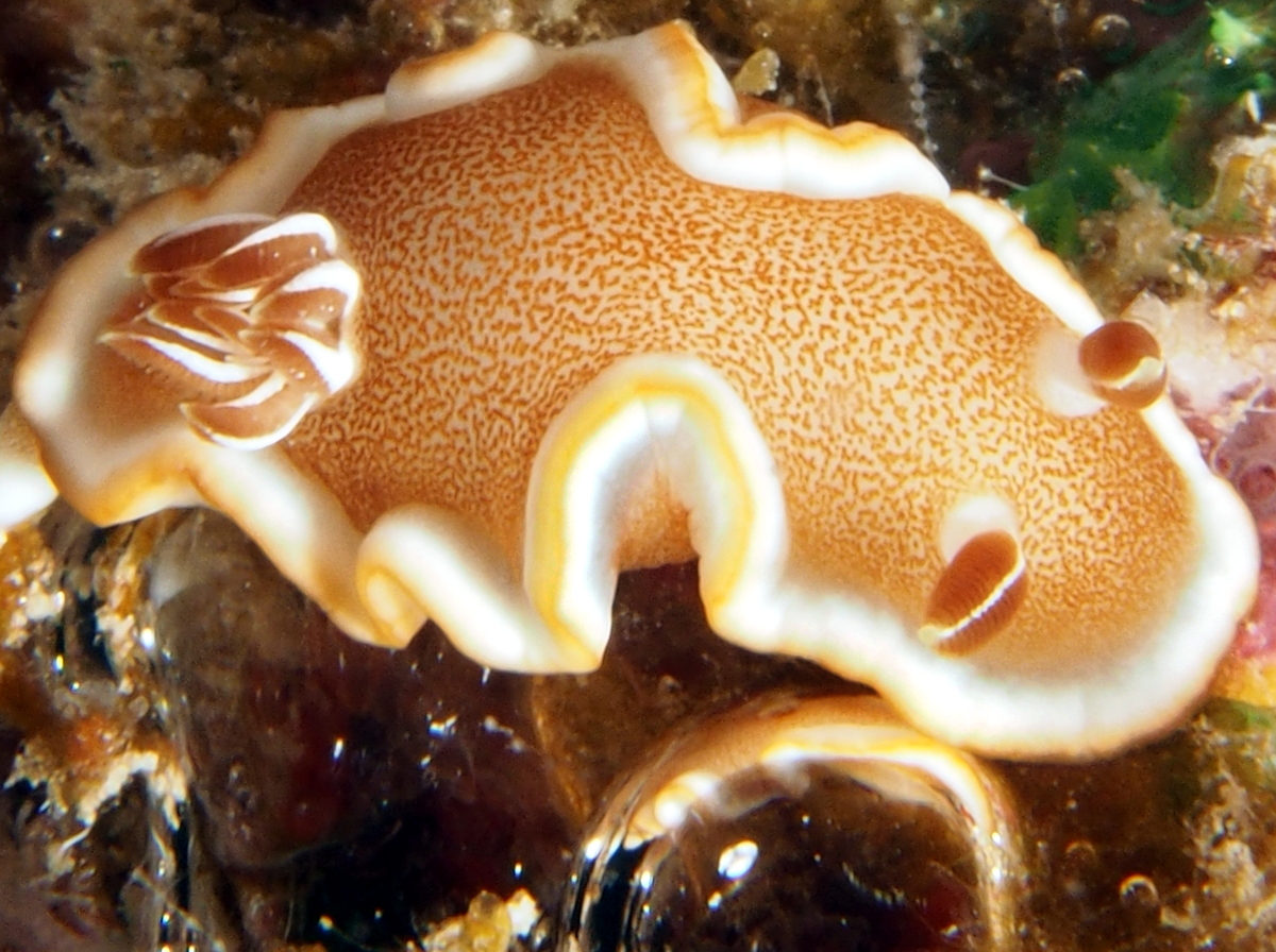 White-Margin Nudibranch - Glossodoris rufomarginata