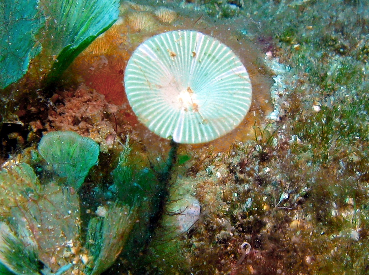 White Mermaid's Wine Glass - Acetabularia crenulata - Grand Cayman