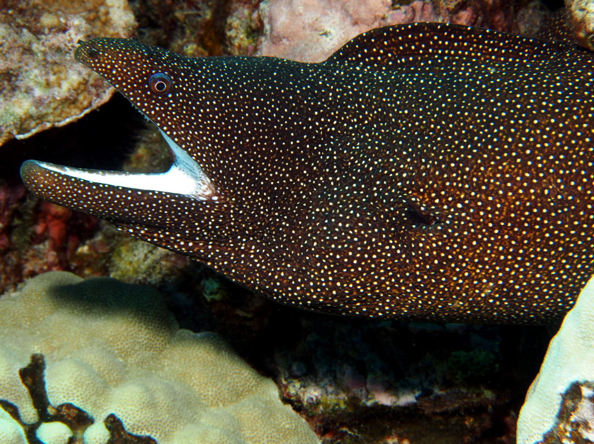 Whitemouth Moray Eel - Gymnothorax meleagris