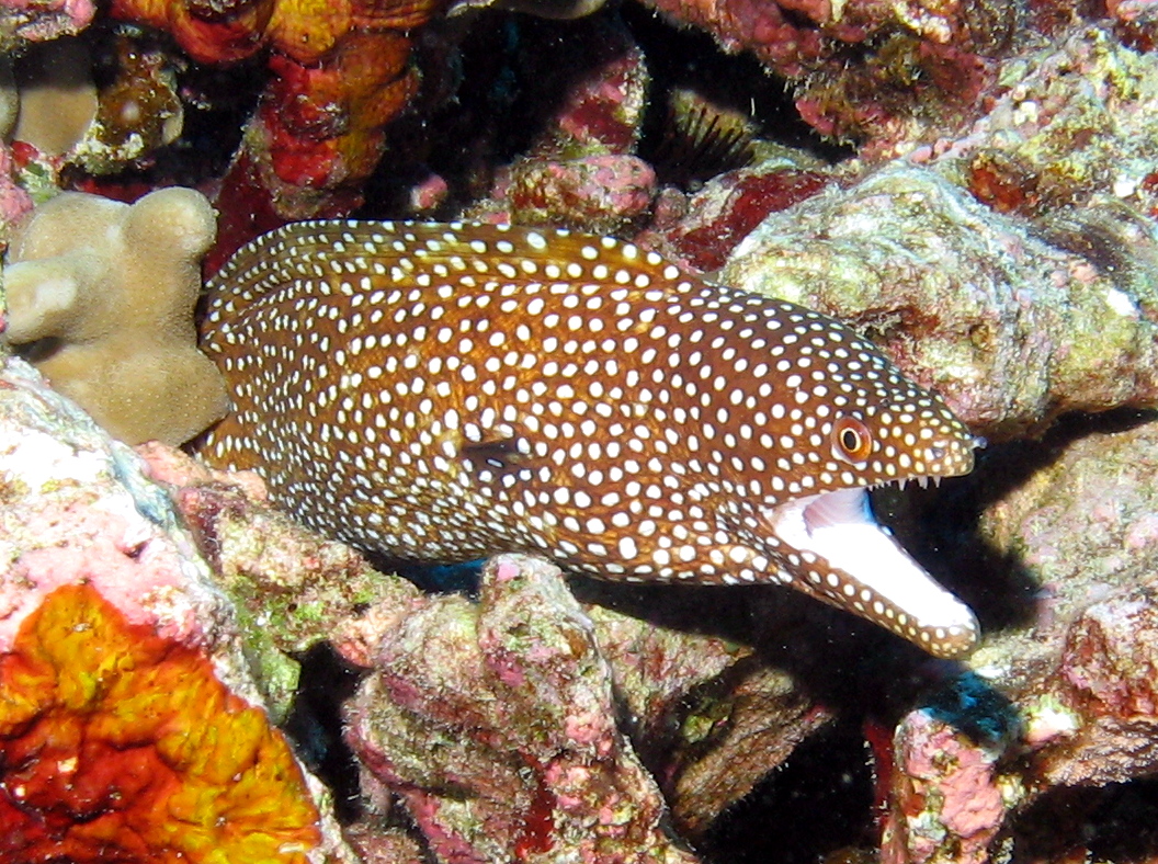 Whitemouth Moray Eel - Gymnothorax meleagris