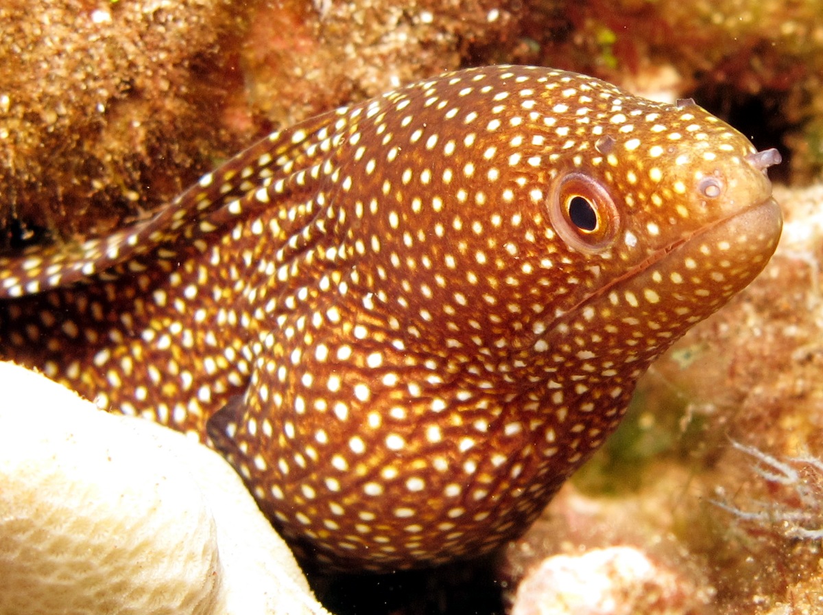 Whitemouth Moray Eel - Gymnothorax meleagris